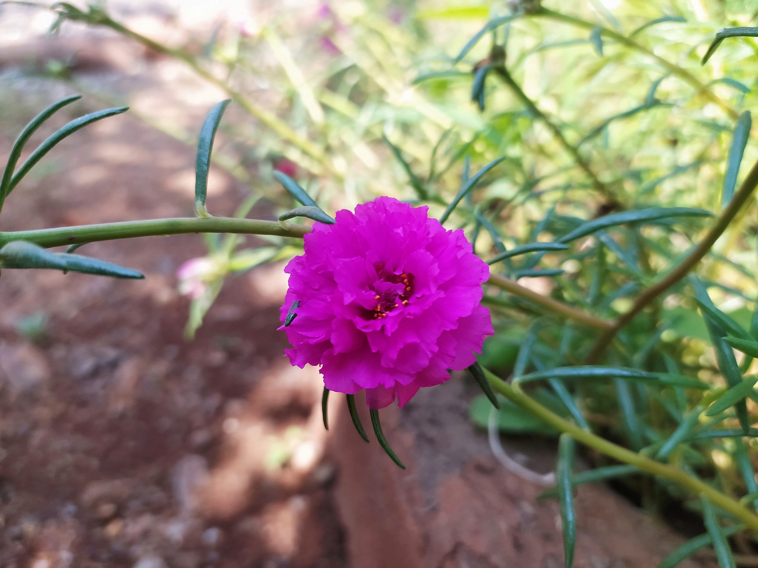 Flowering plant