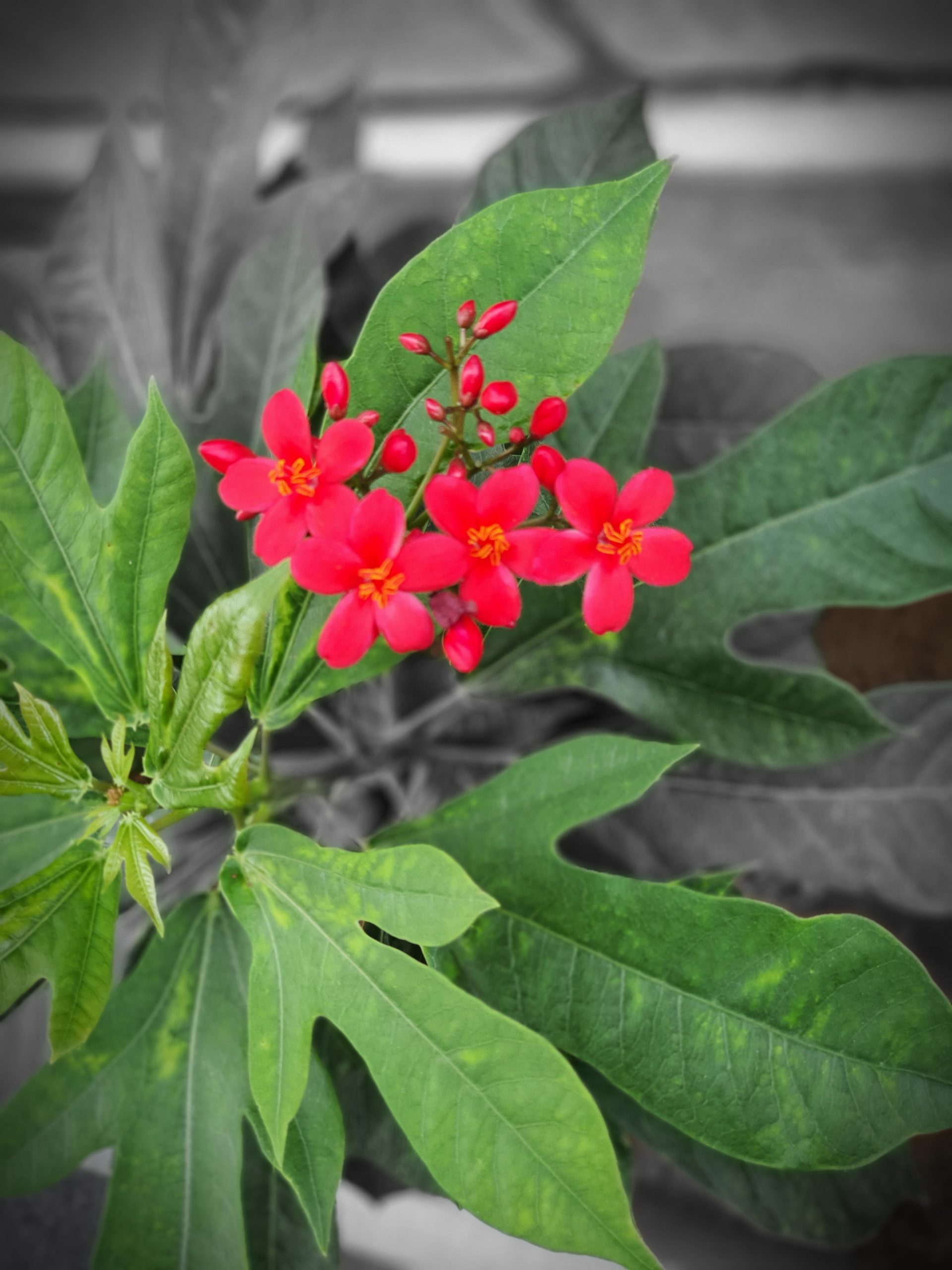 Red flower on a plant
