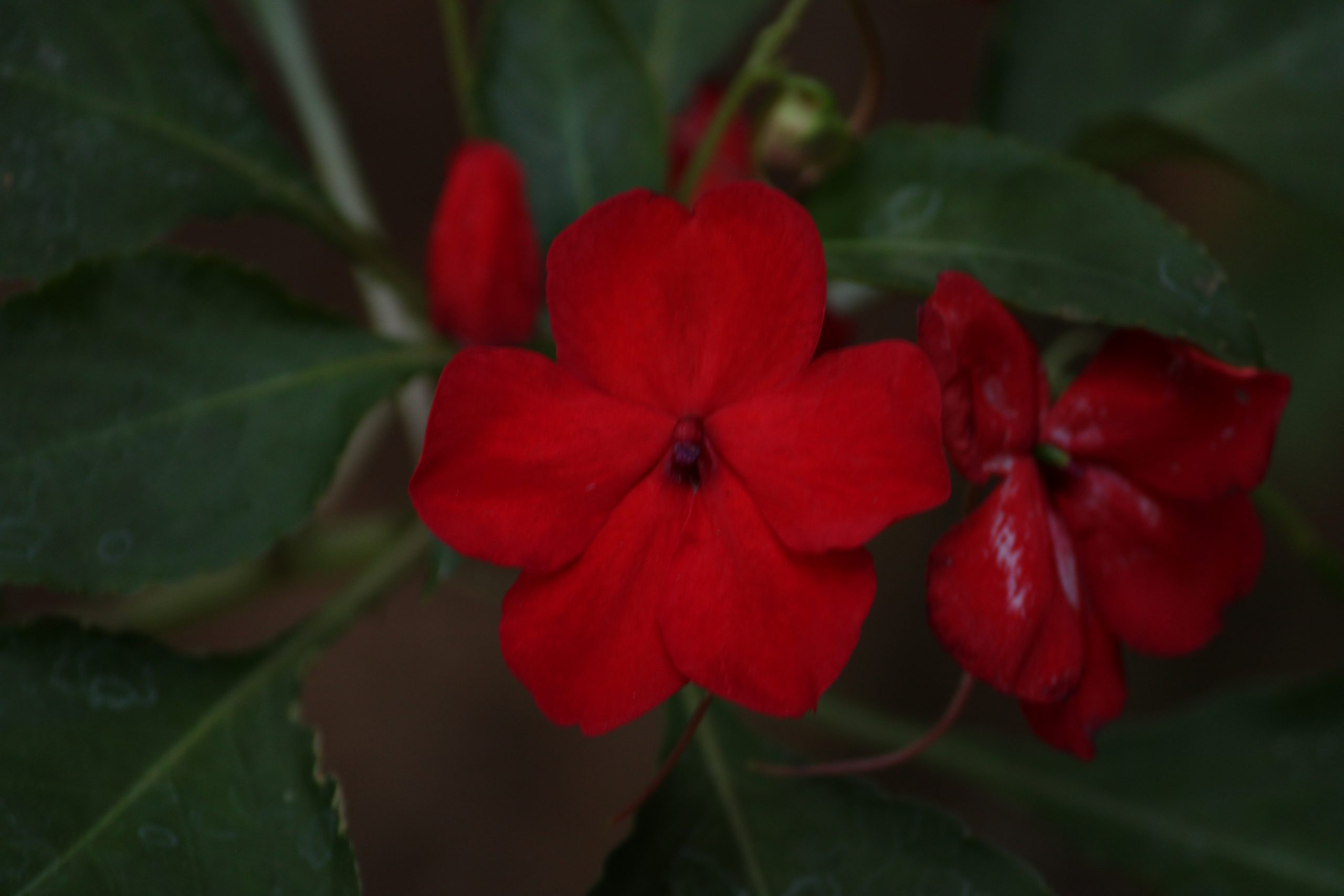 Red flowers in a garden