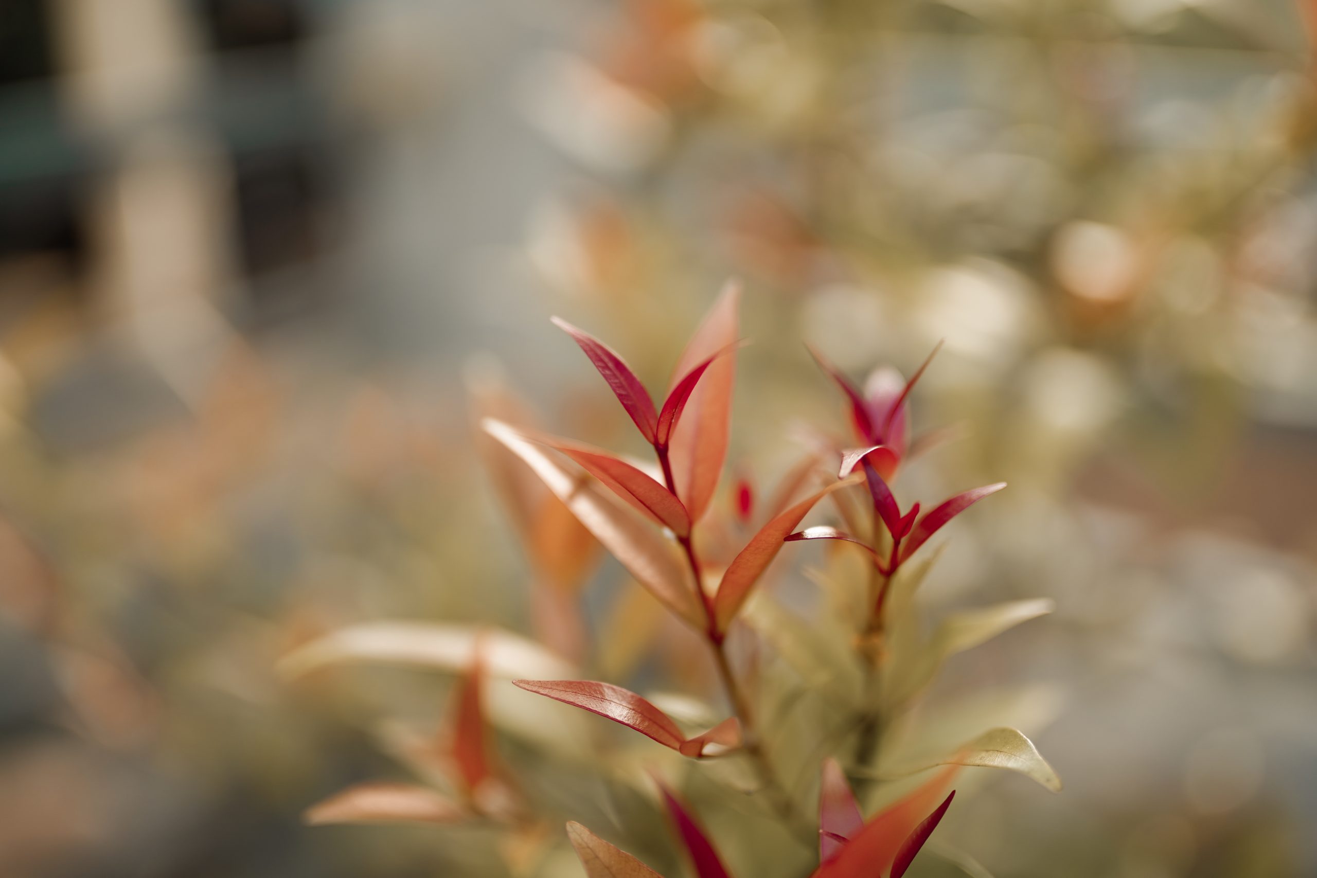 Red leaves of a plant