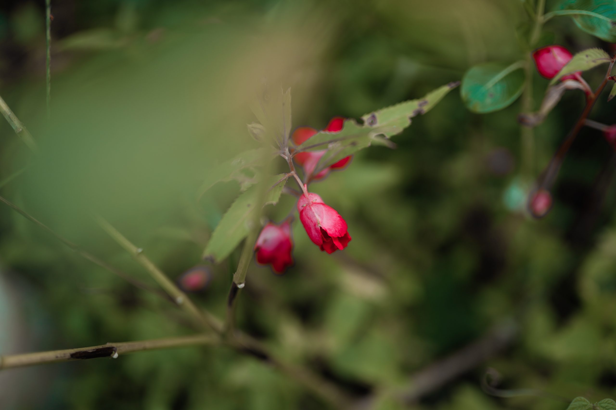 Flowering plant