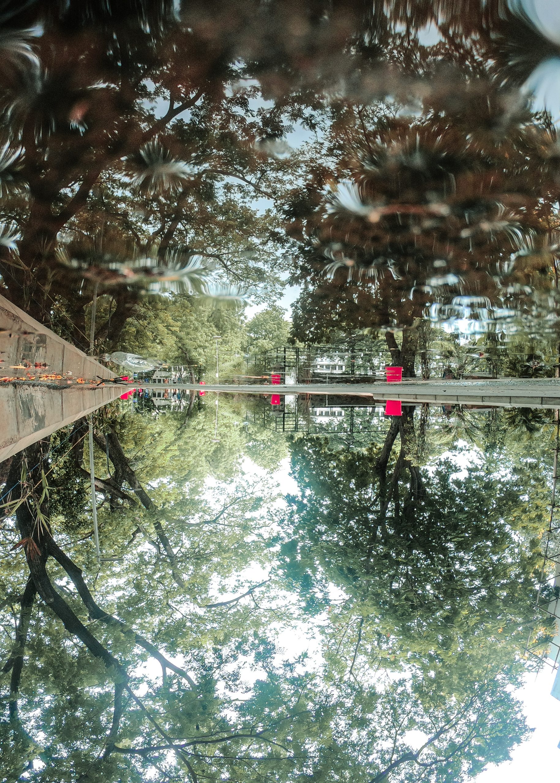 Trees reflection in a pond