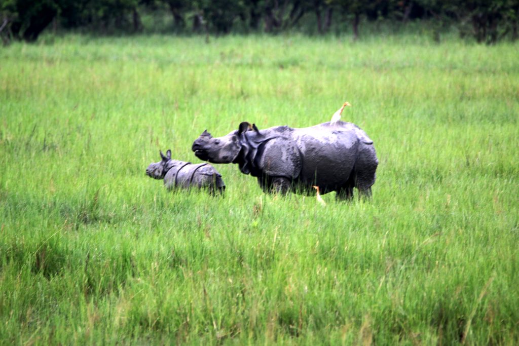 Rhino with calf - PixaHive