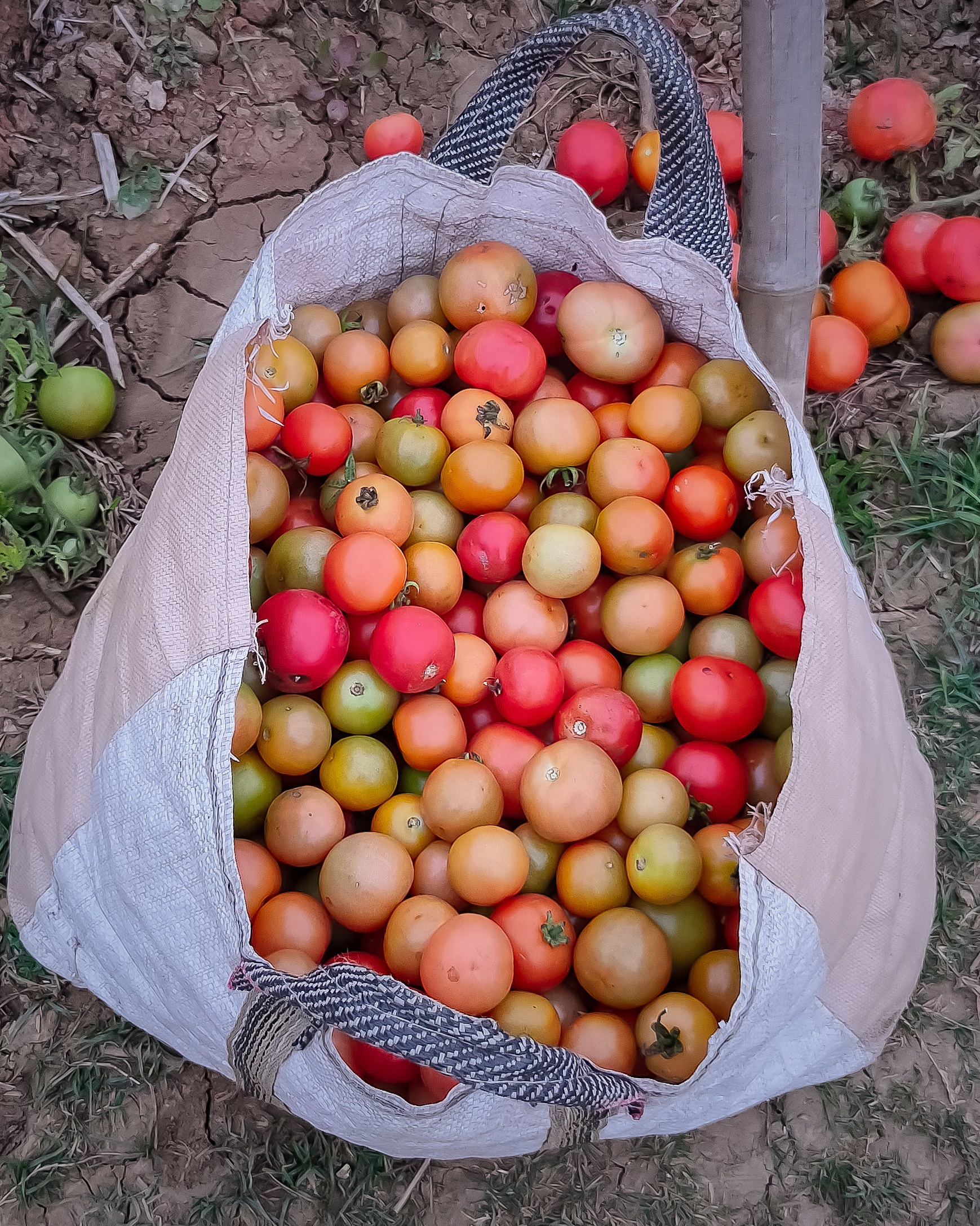 tomatoes in a bag