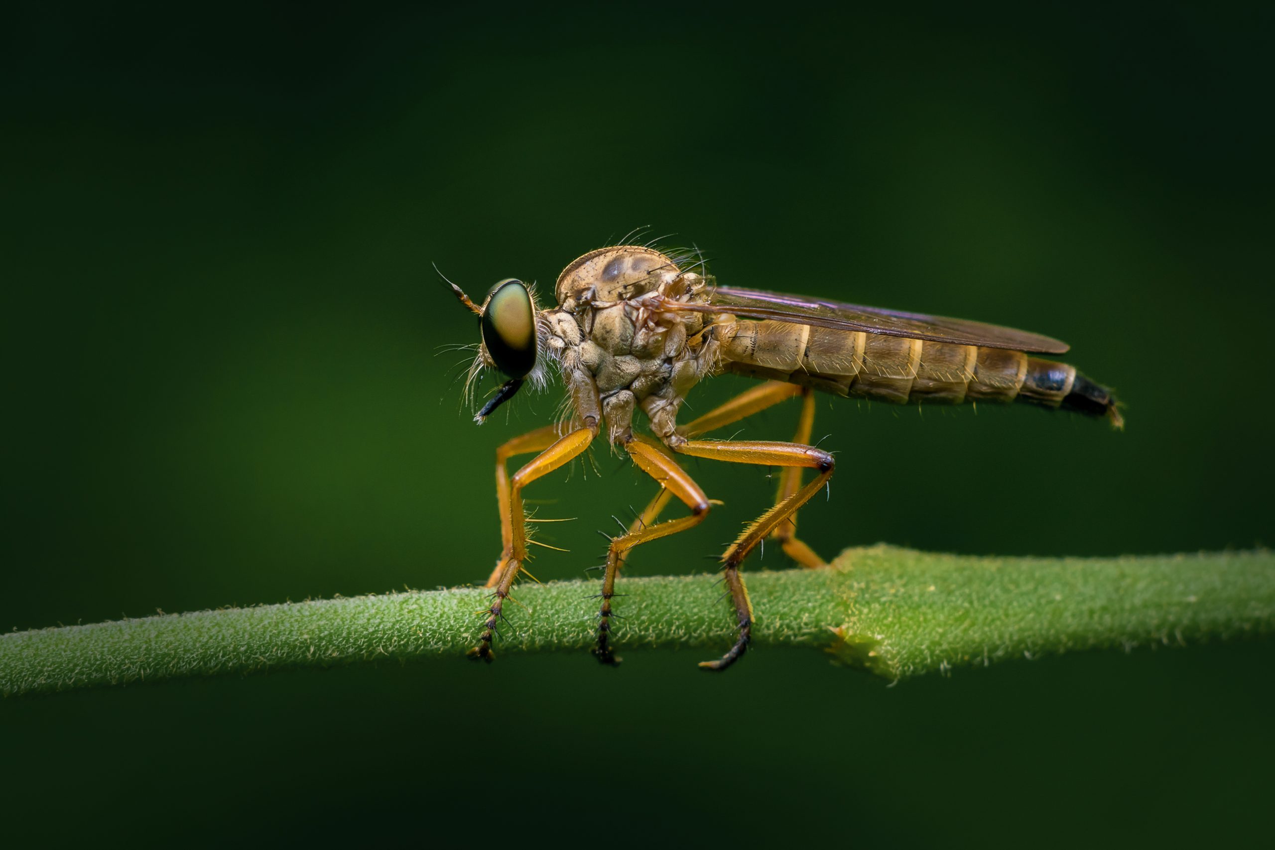 close up of robberfly