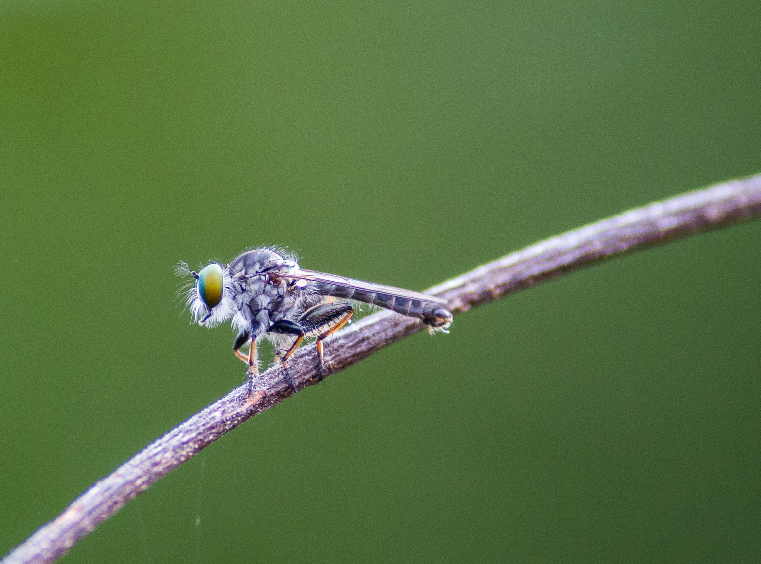 robber fly on a twig