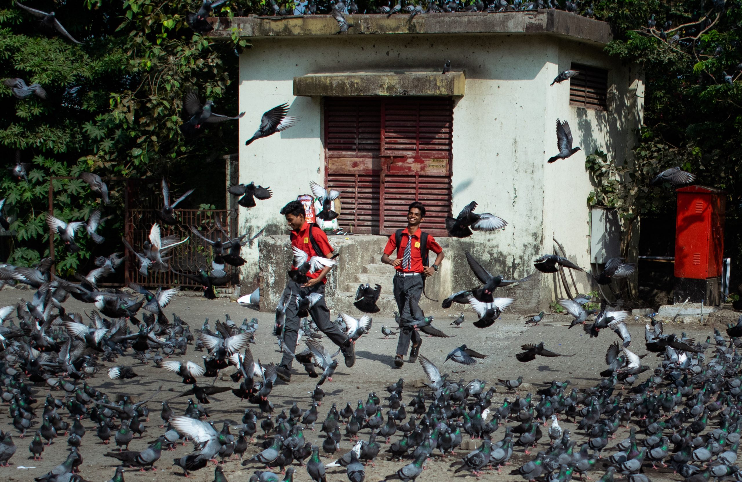 boys running amidst a flock of pigeons
