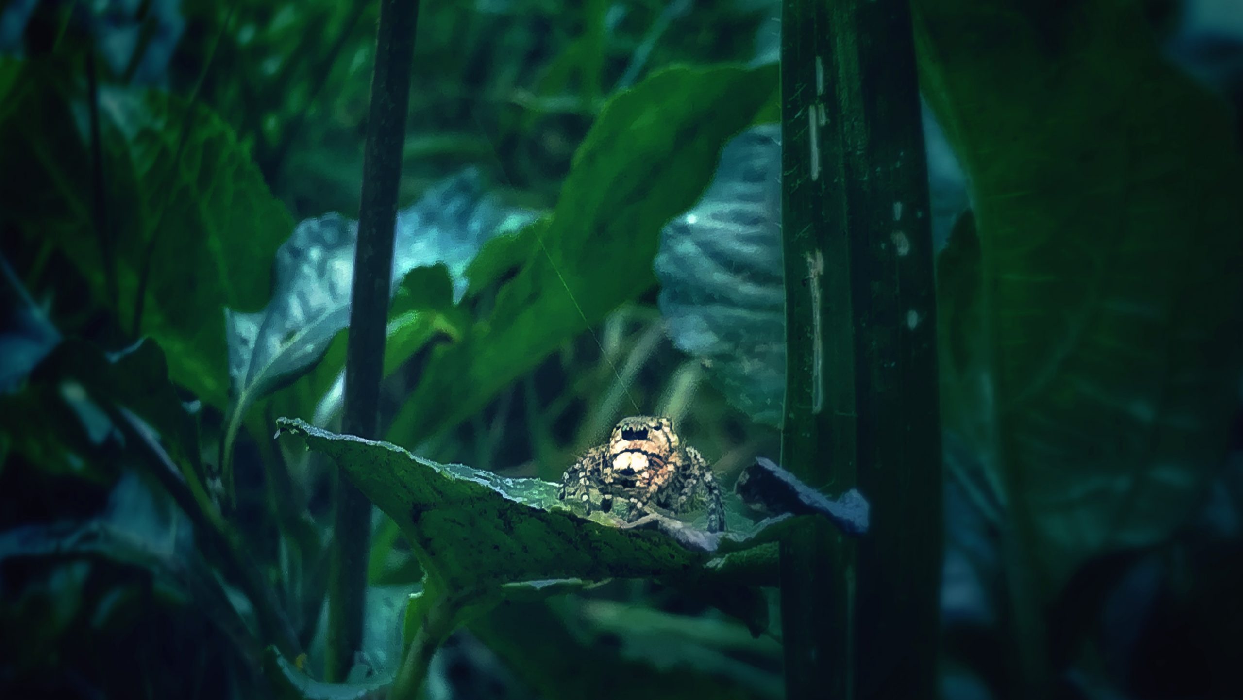 spider on a leaf