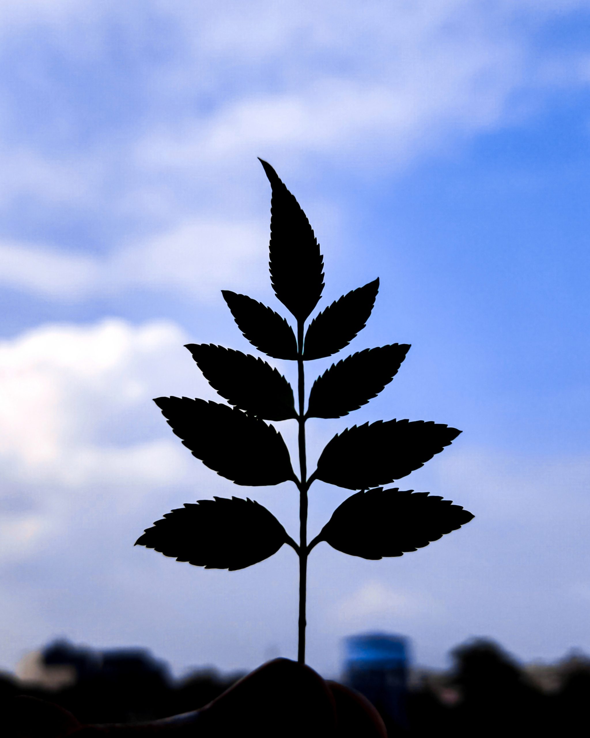 Silhouette Leaf