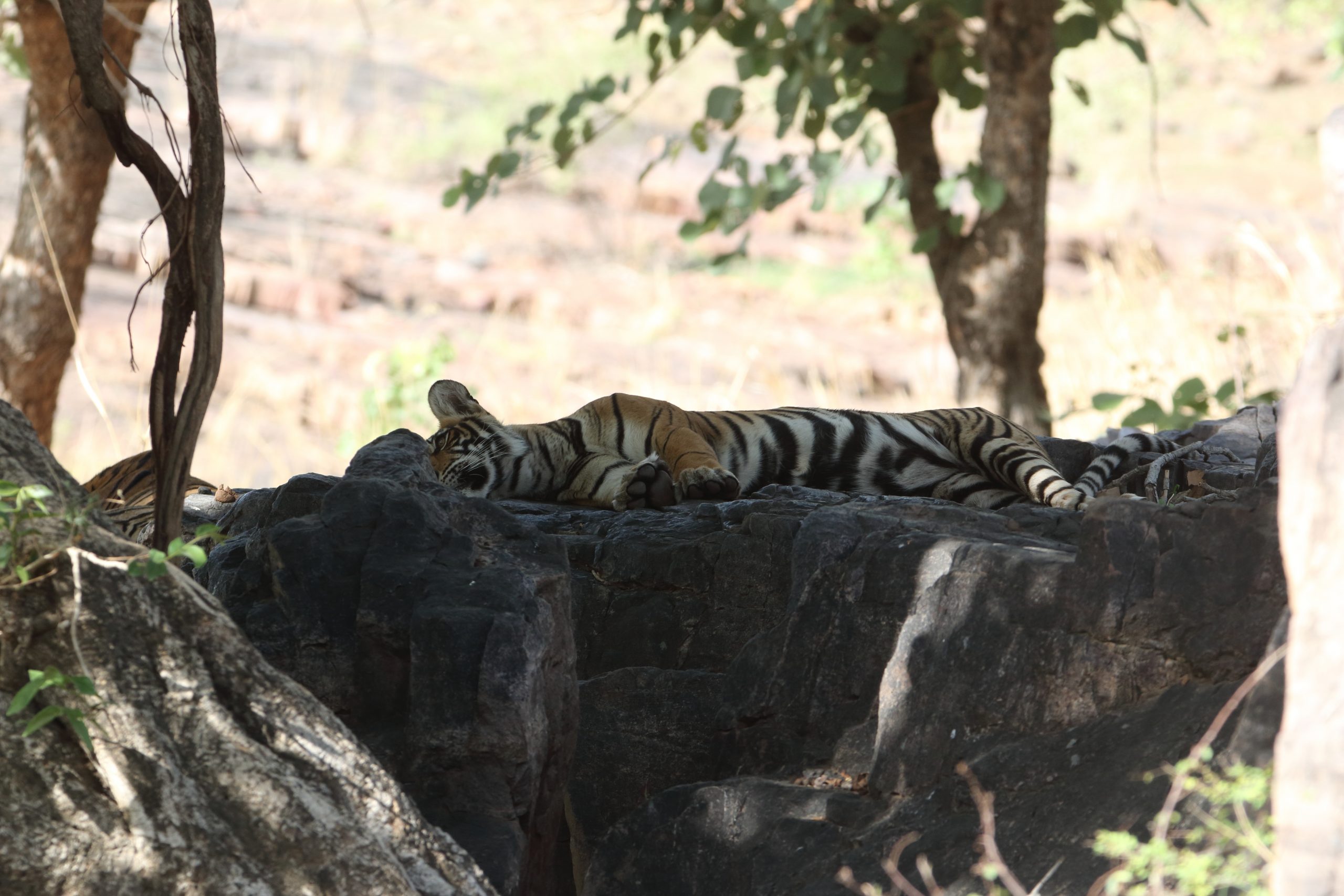 Sleeping tiger