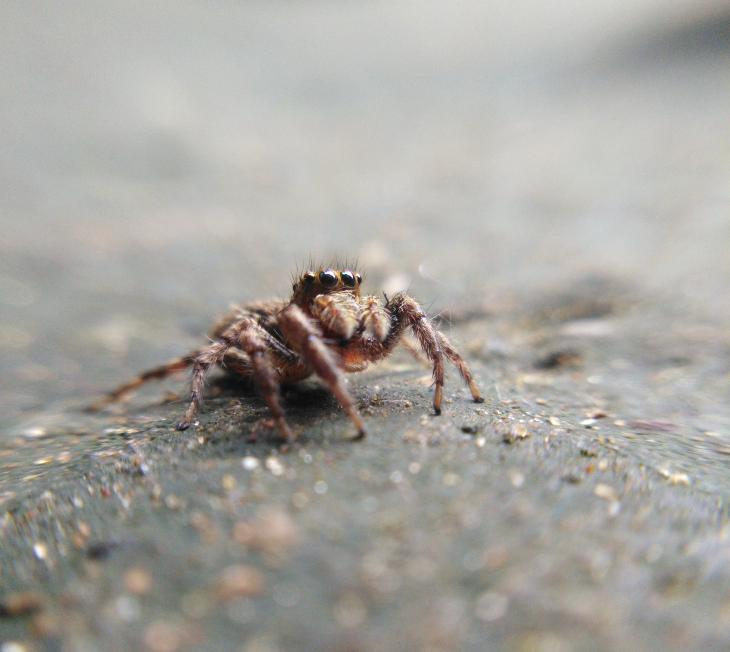 spider close up
