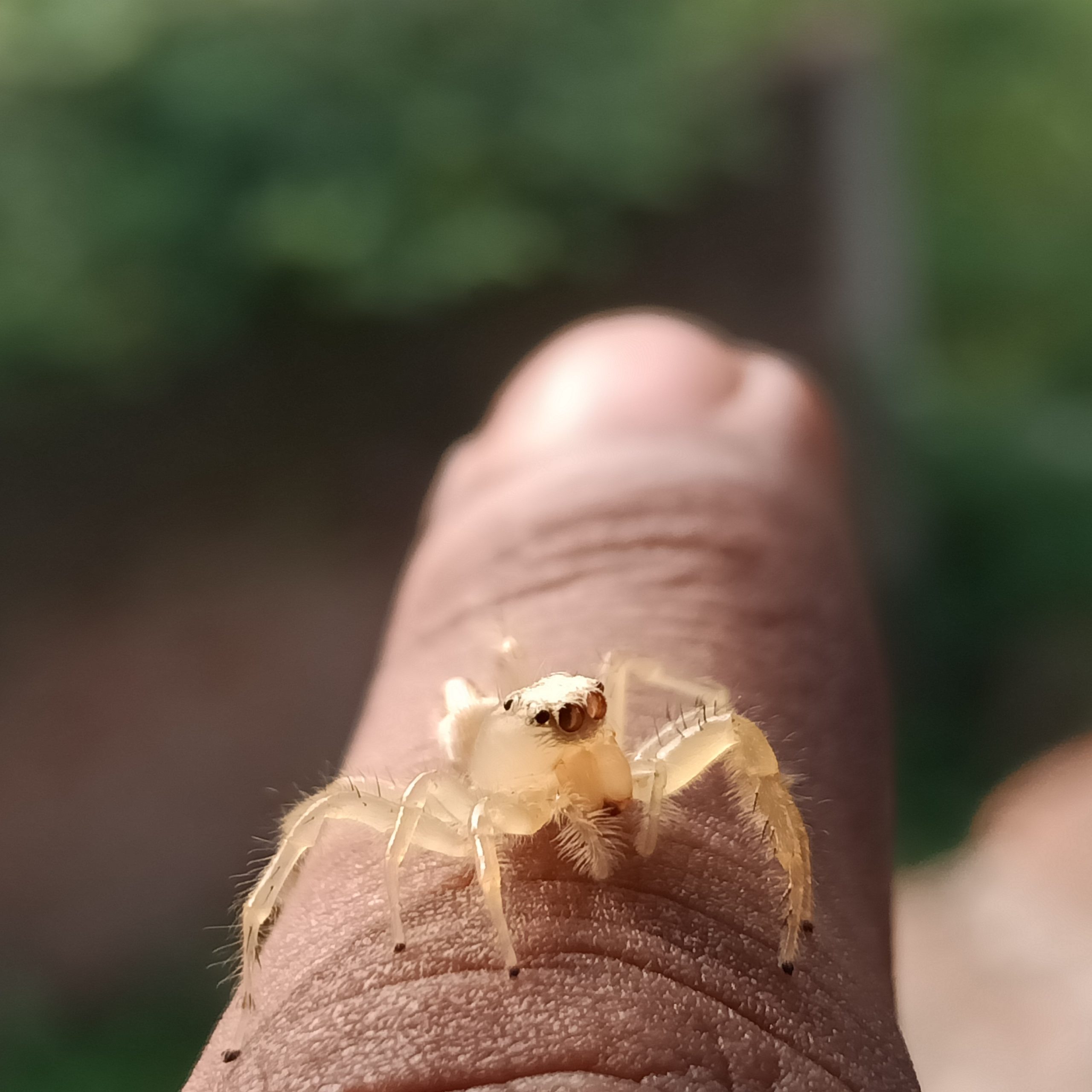 A spider on finger