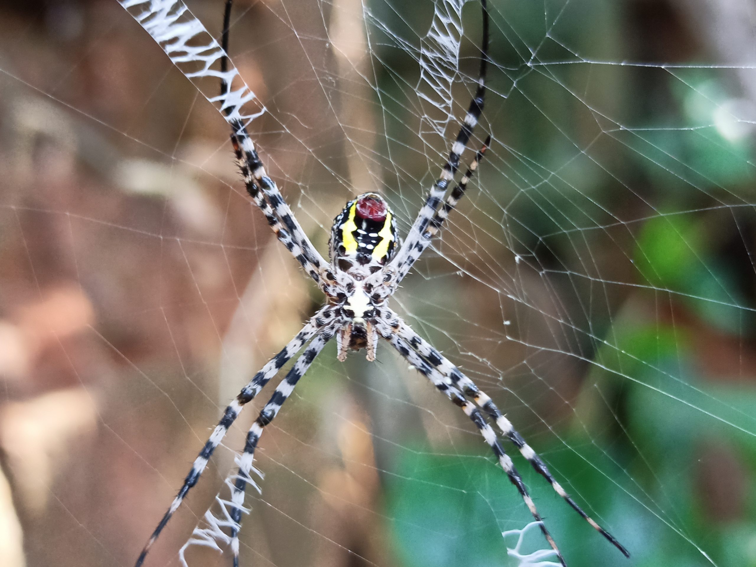 spider on web