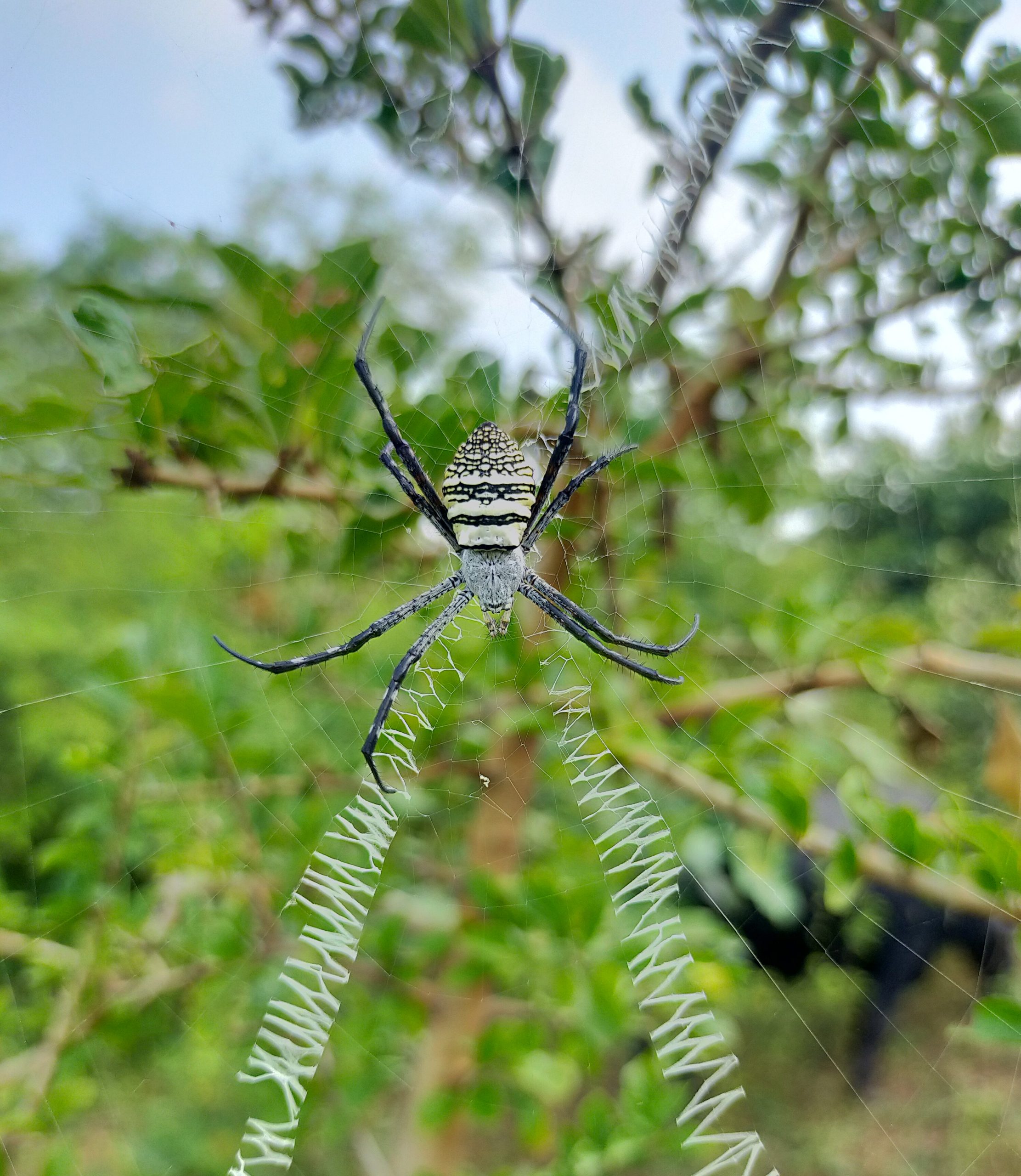 Spider web