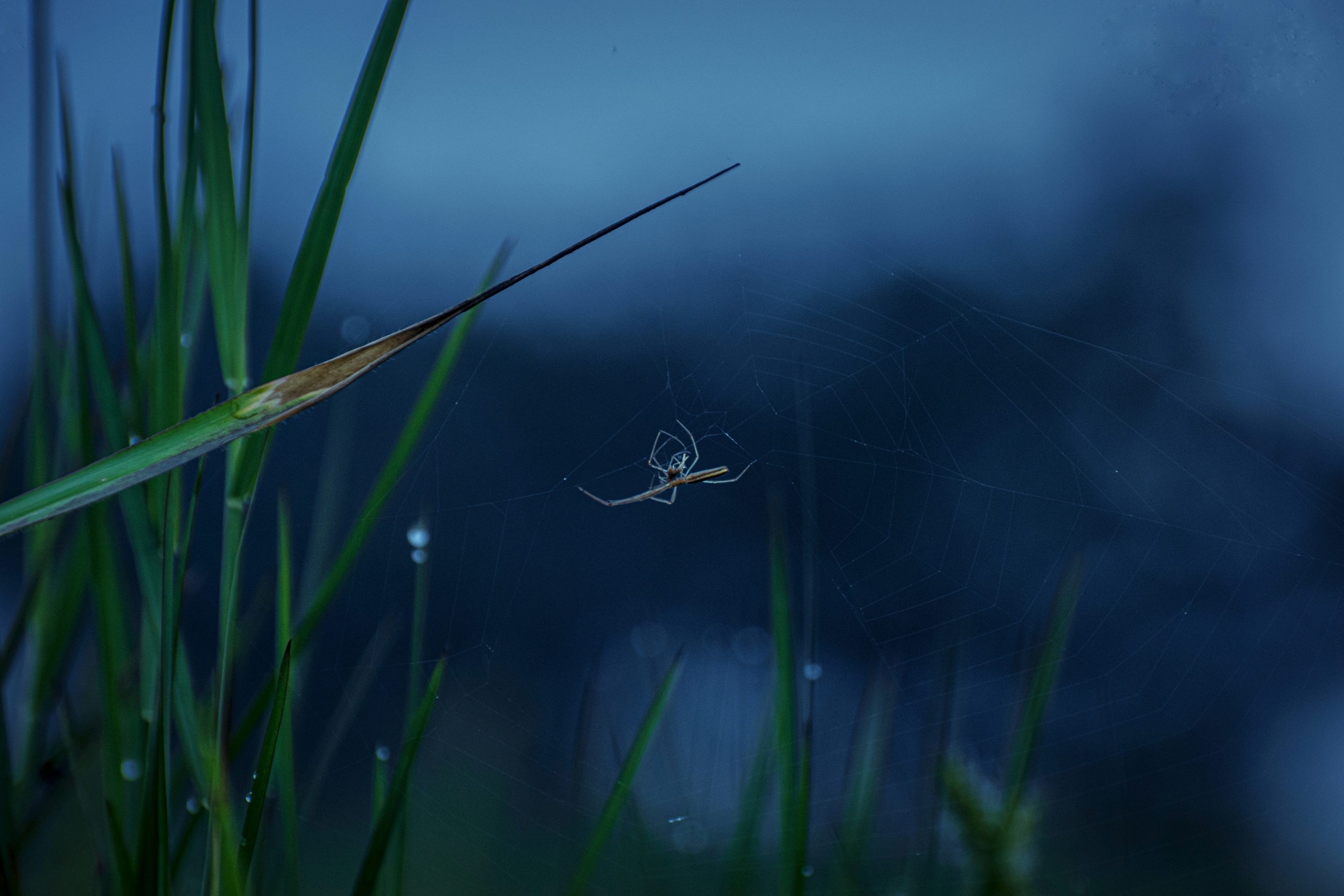 Grass & Spider
