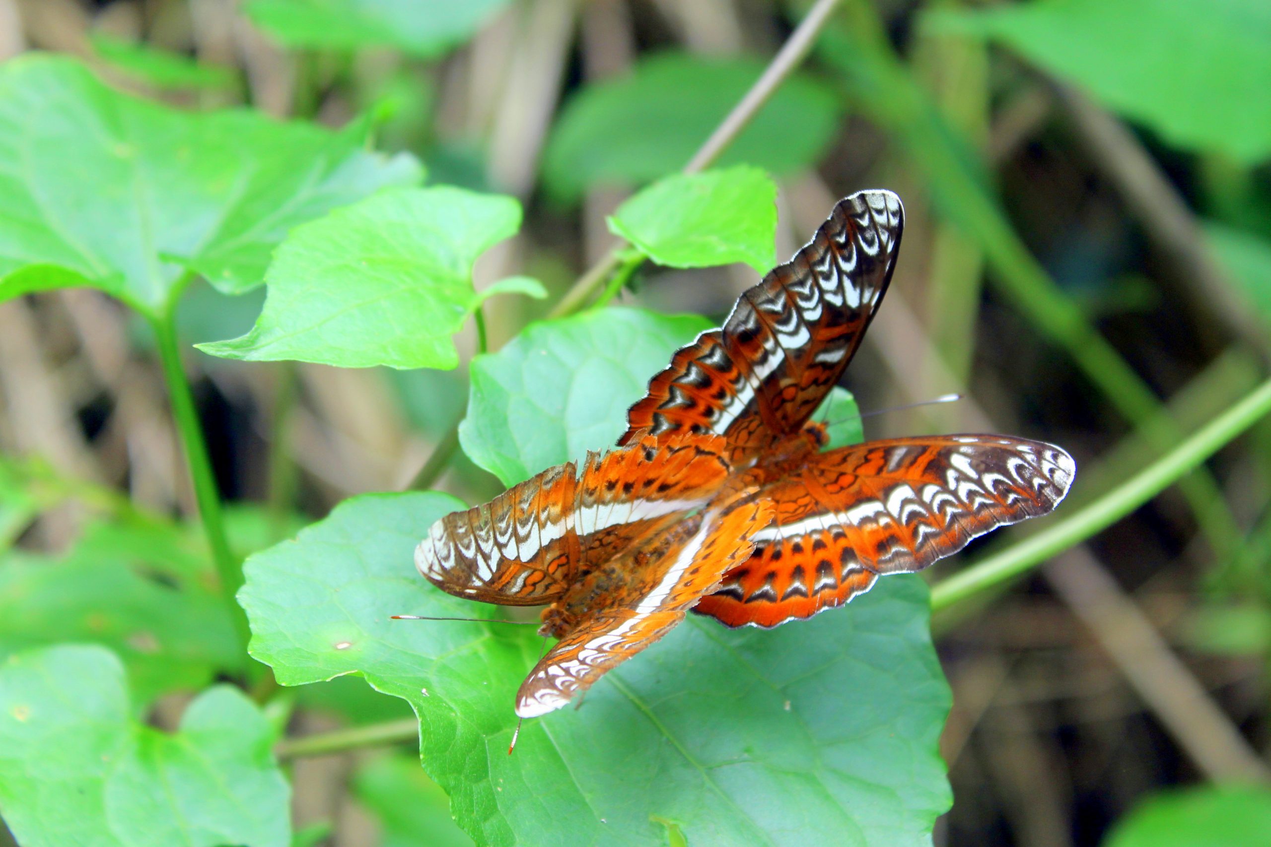 Spotted Butterfly