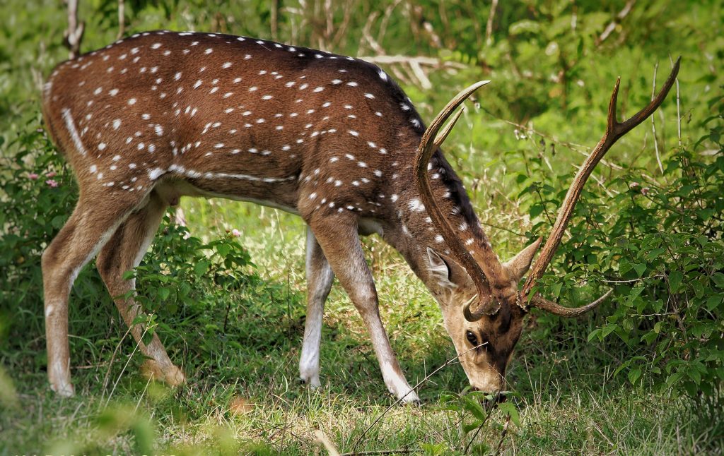 Spotted deer at bandipur safari - Free Image by Kaarma on PixaHive.com