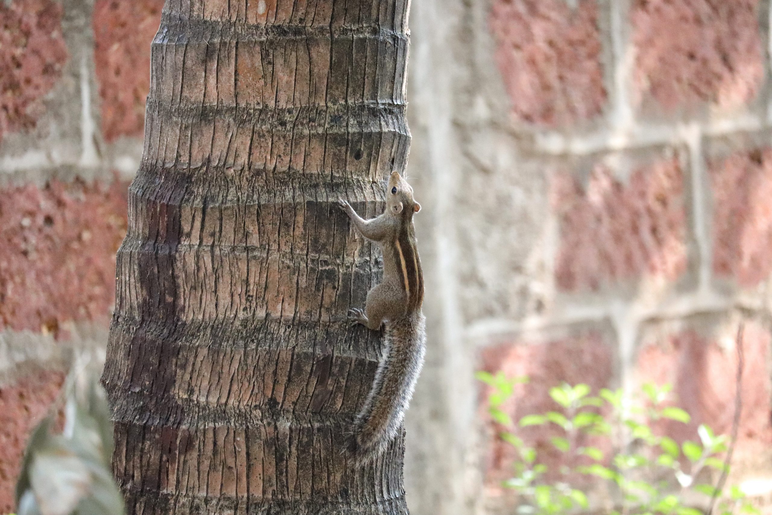 Squirrel climbing on a tree.