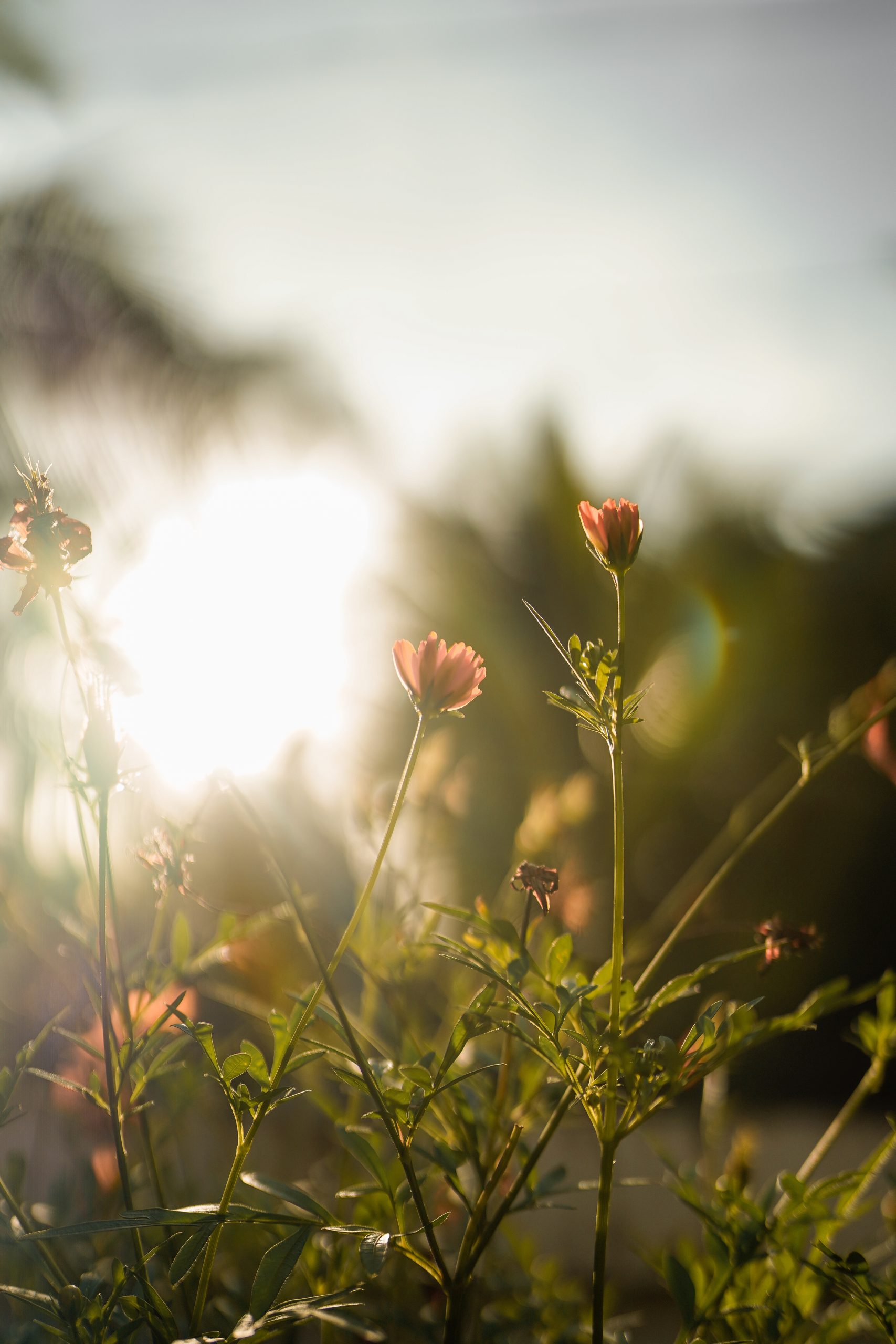 Sun and plant