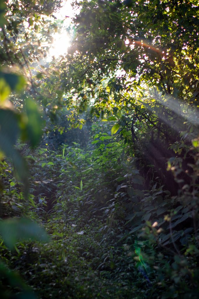 Sun rays on green bushes - PixaHive