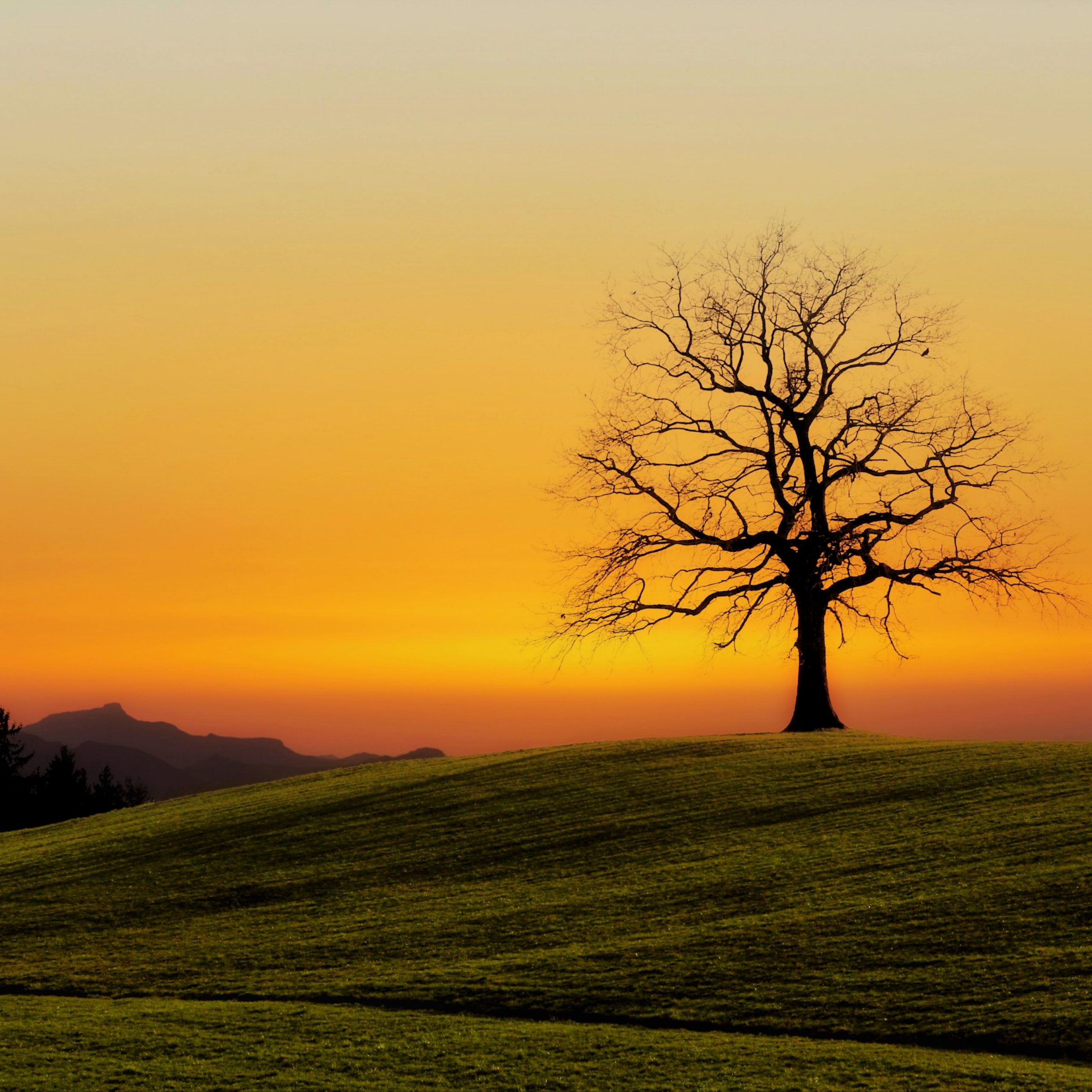 Nature Landscape