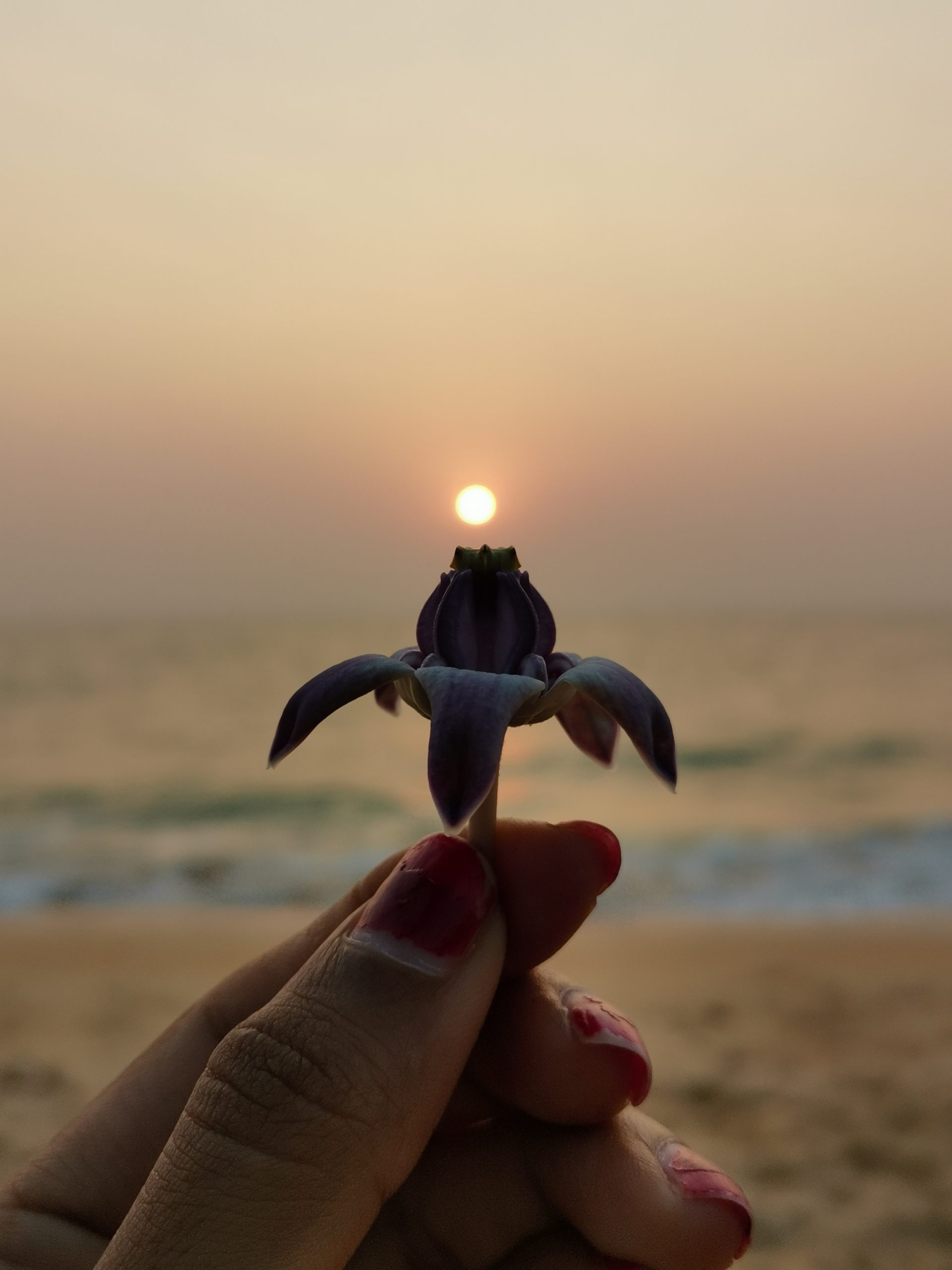 Sunset and a flower in hand