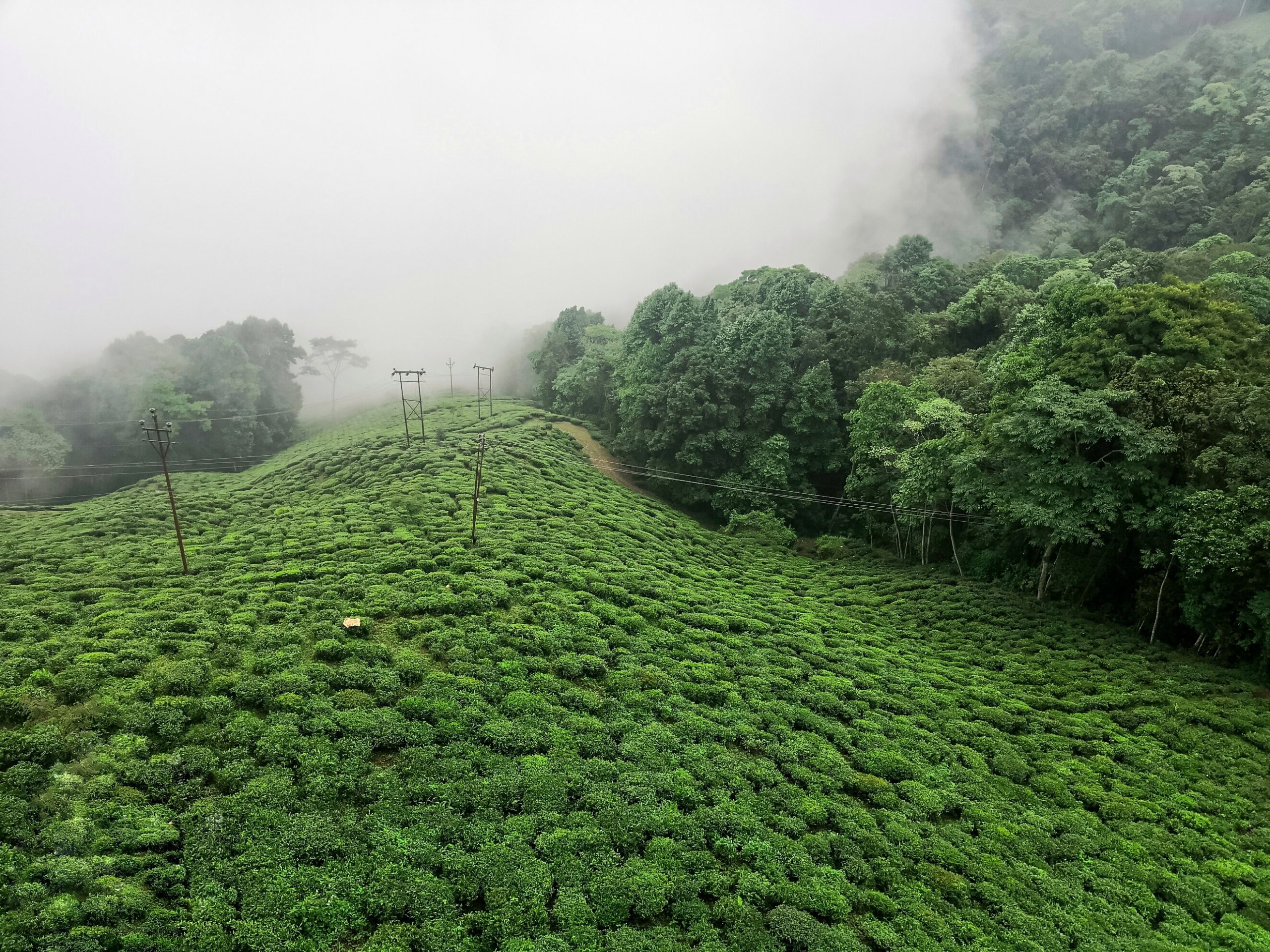 Green field