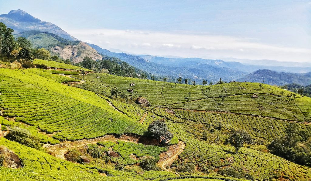 Tea garden at kerela - PixaHive