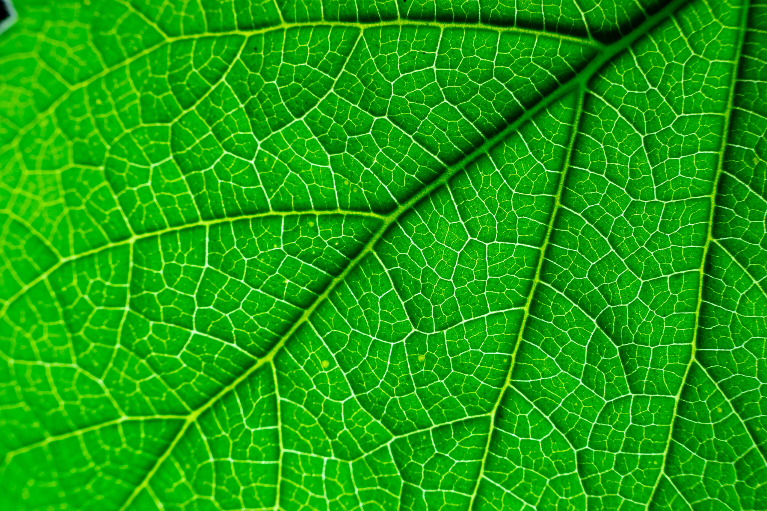 Leaf