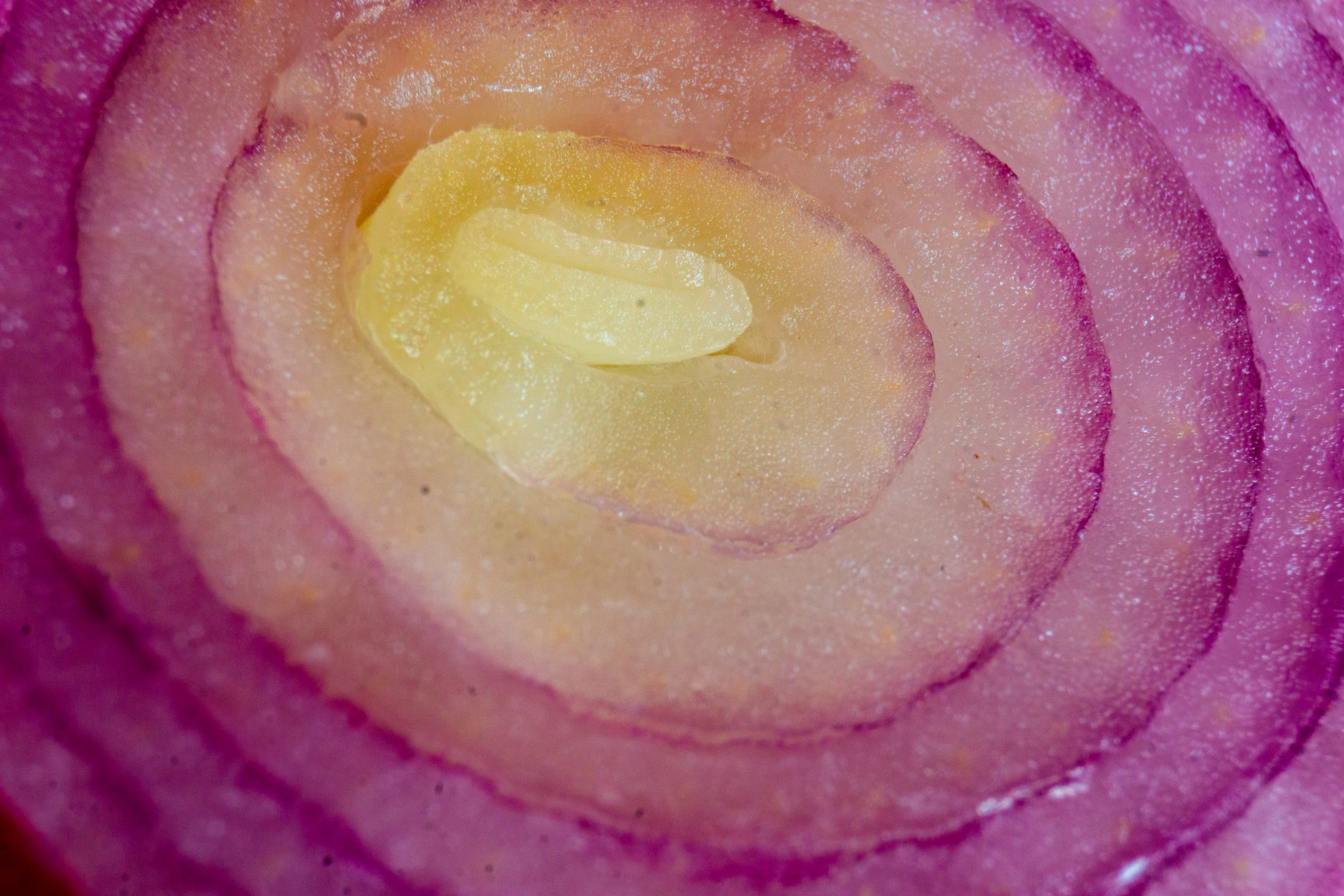 Texture of onion slice