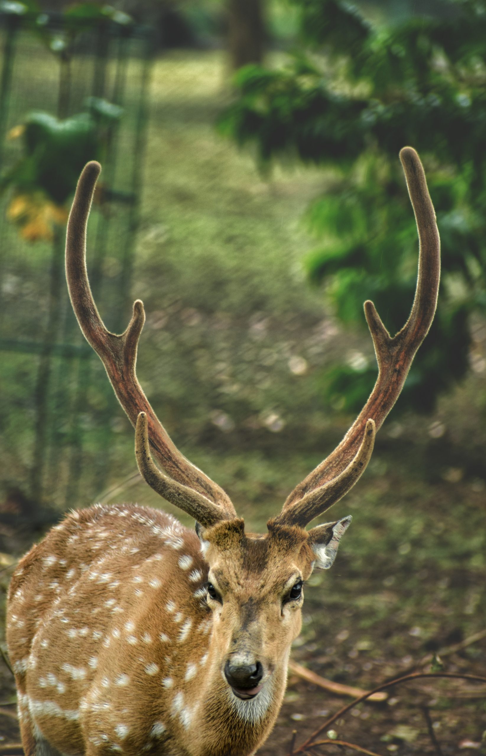 The Chital