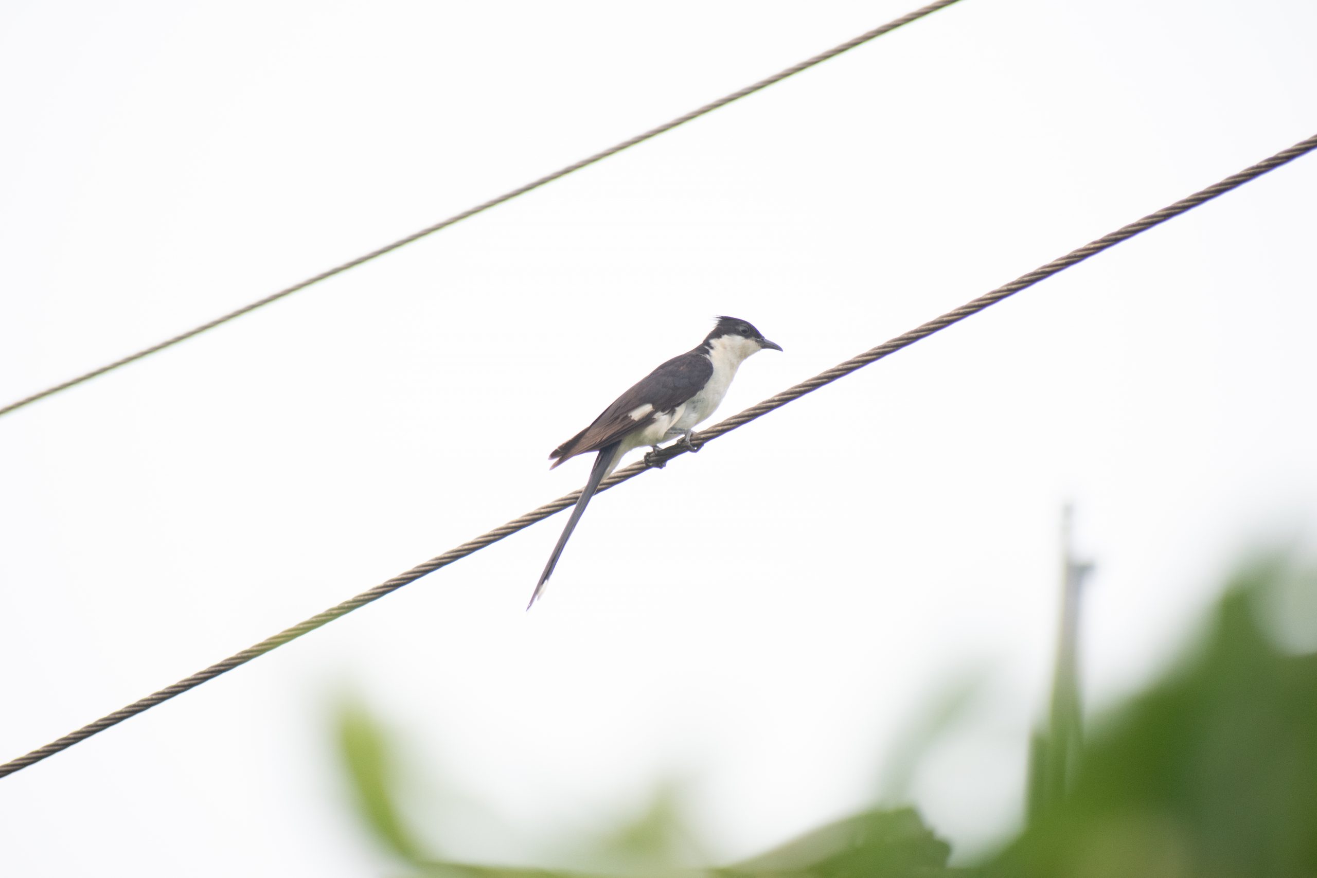 Bird Sitting on Wire