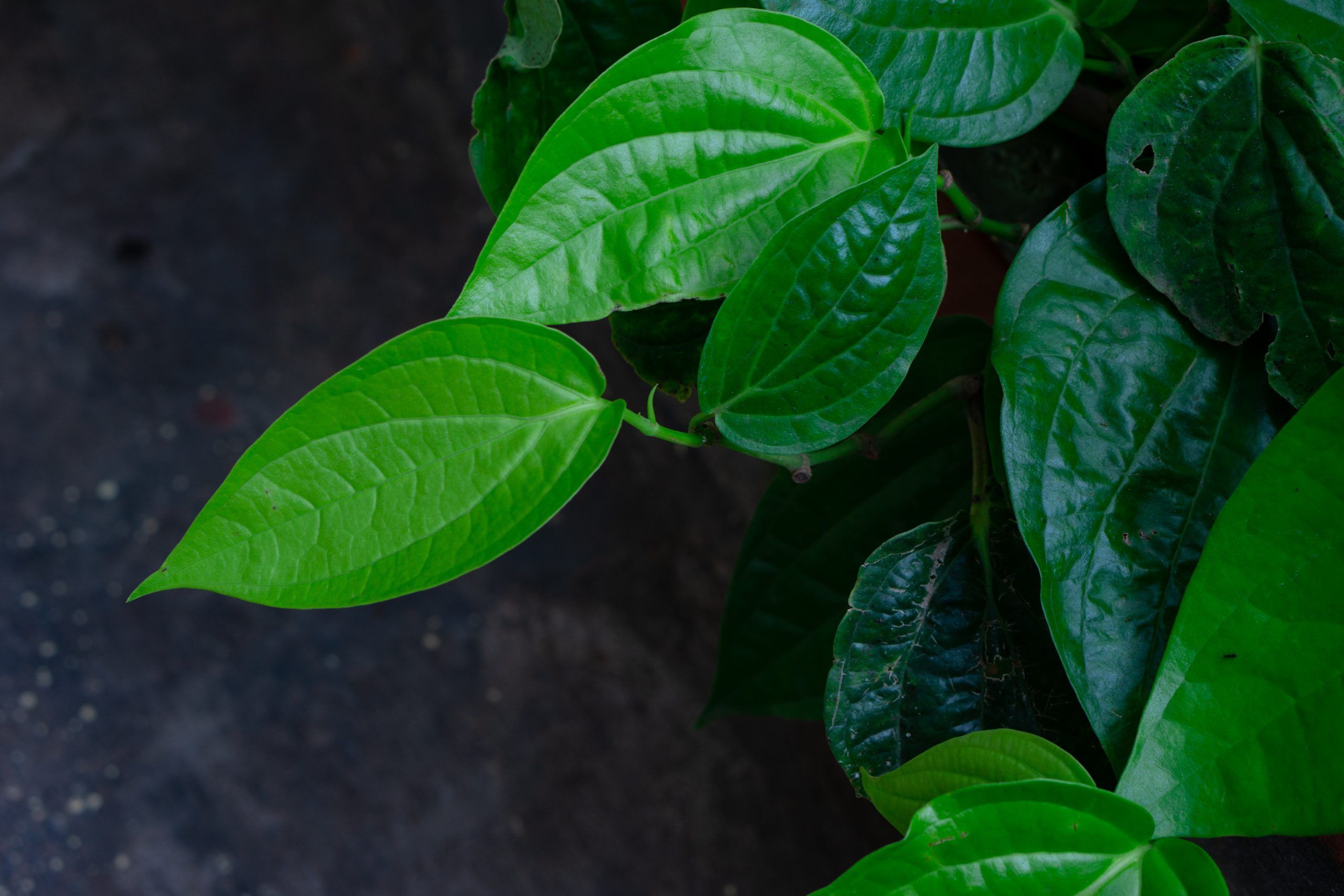 betel leaves