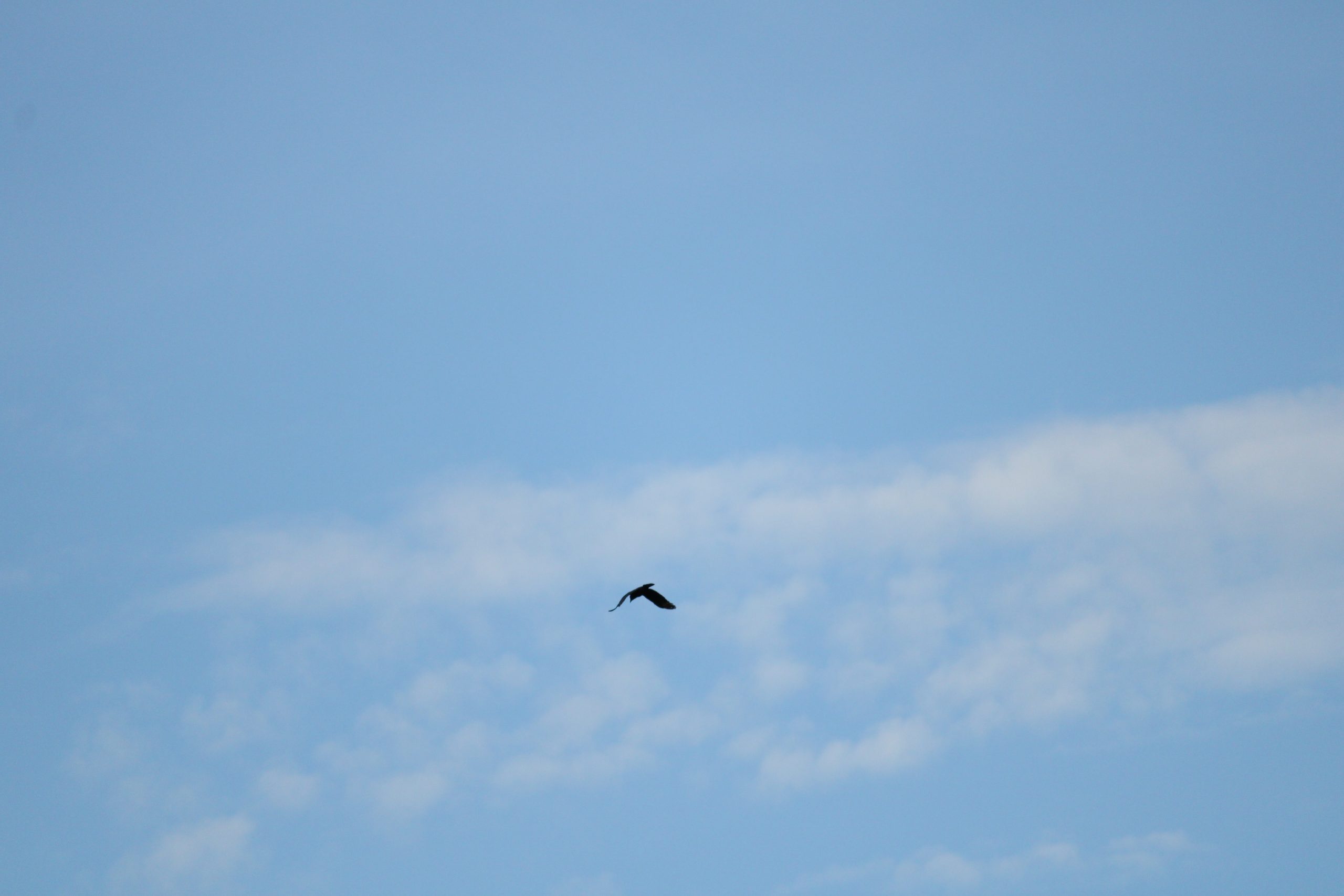 A bird flying in air