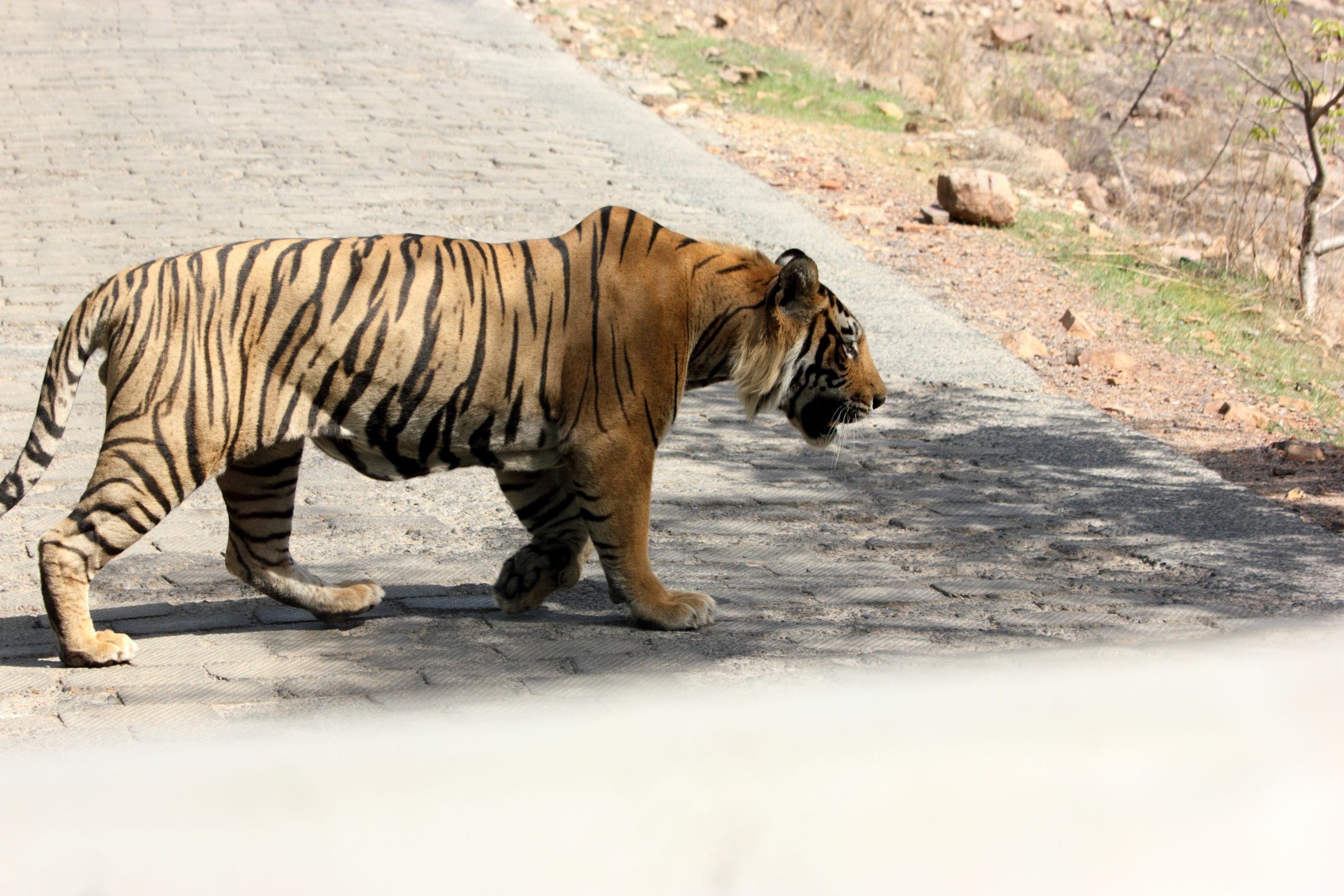 Tigers on Road