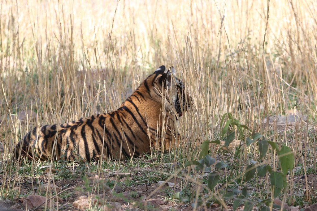 Tiger in grassland - PixaHive