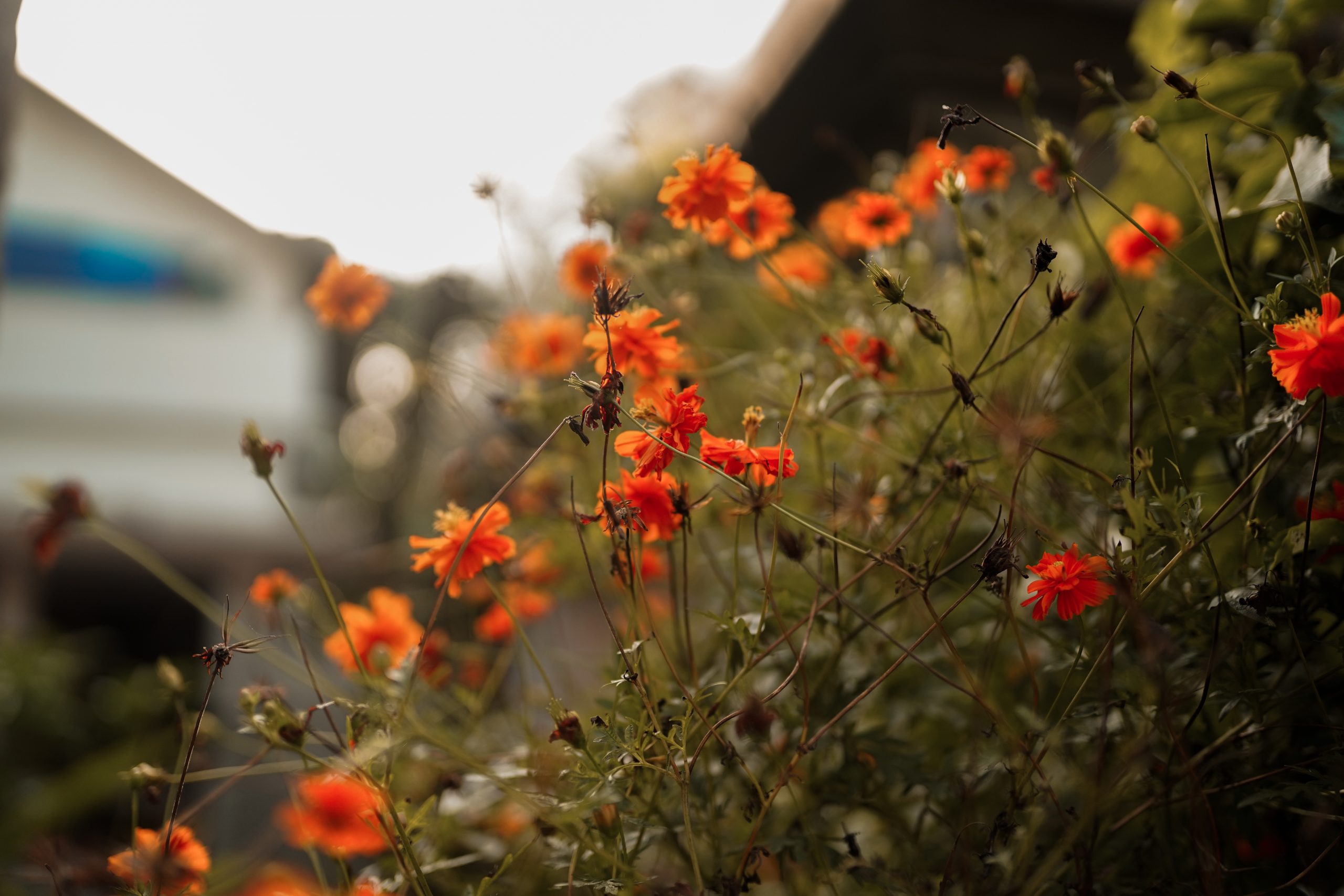 Tiny Spring Flowers