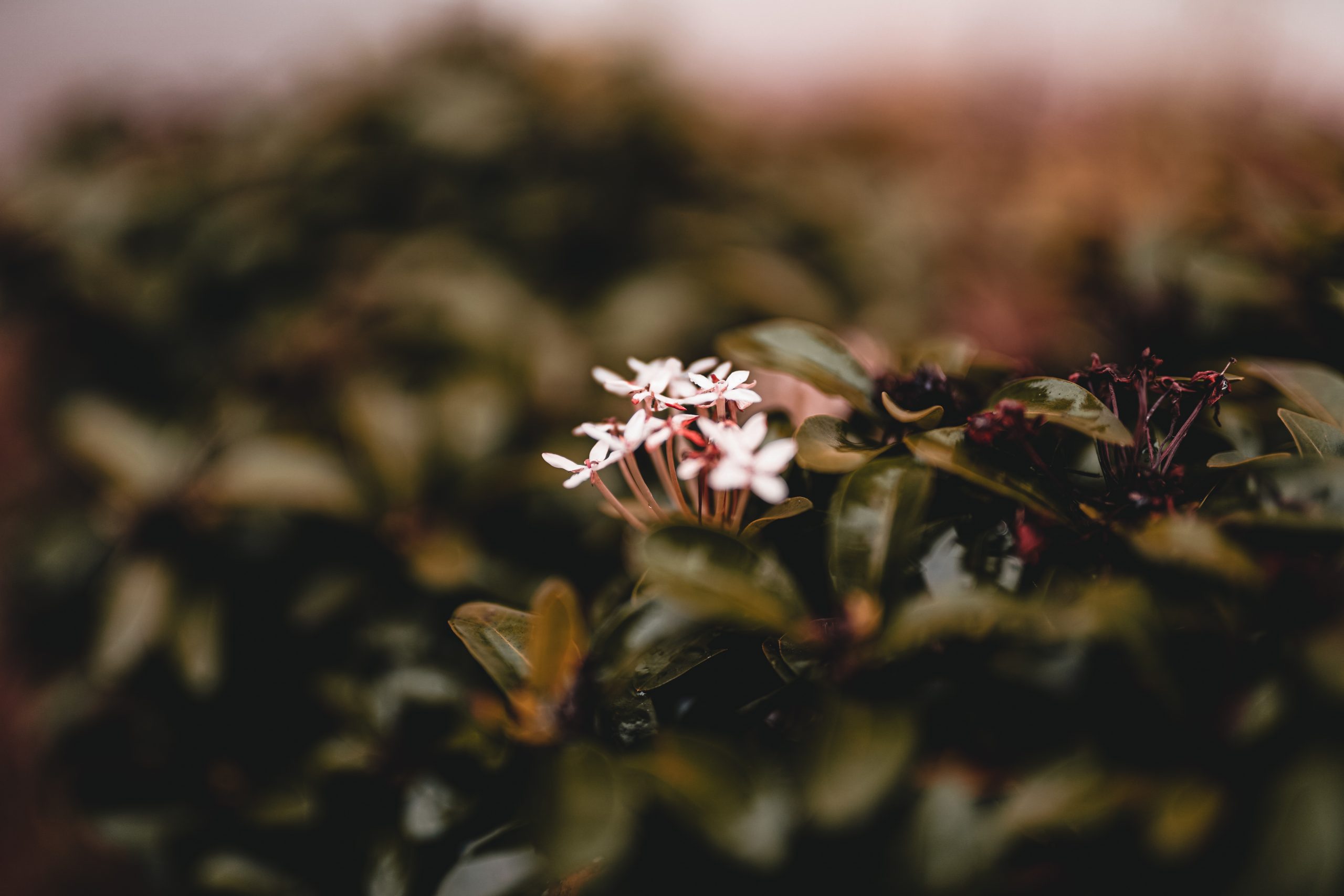 Tiny White Flower