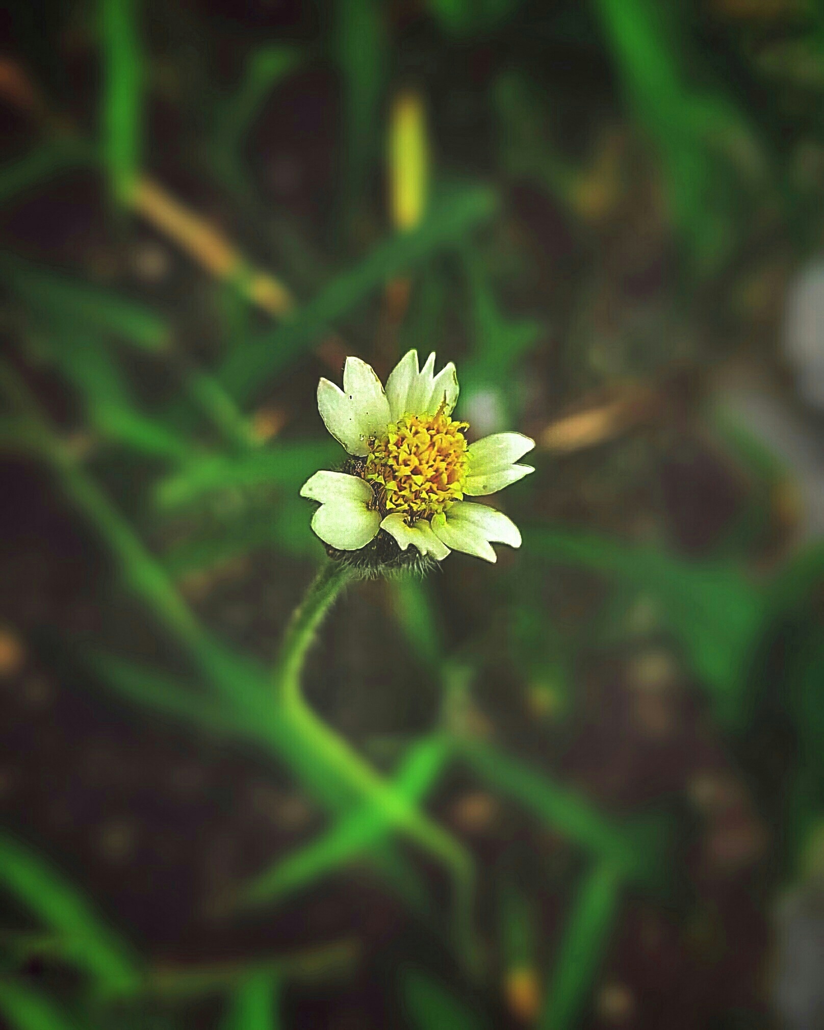 Tiny Wildflower