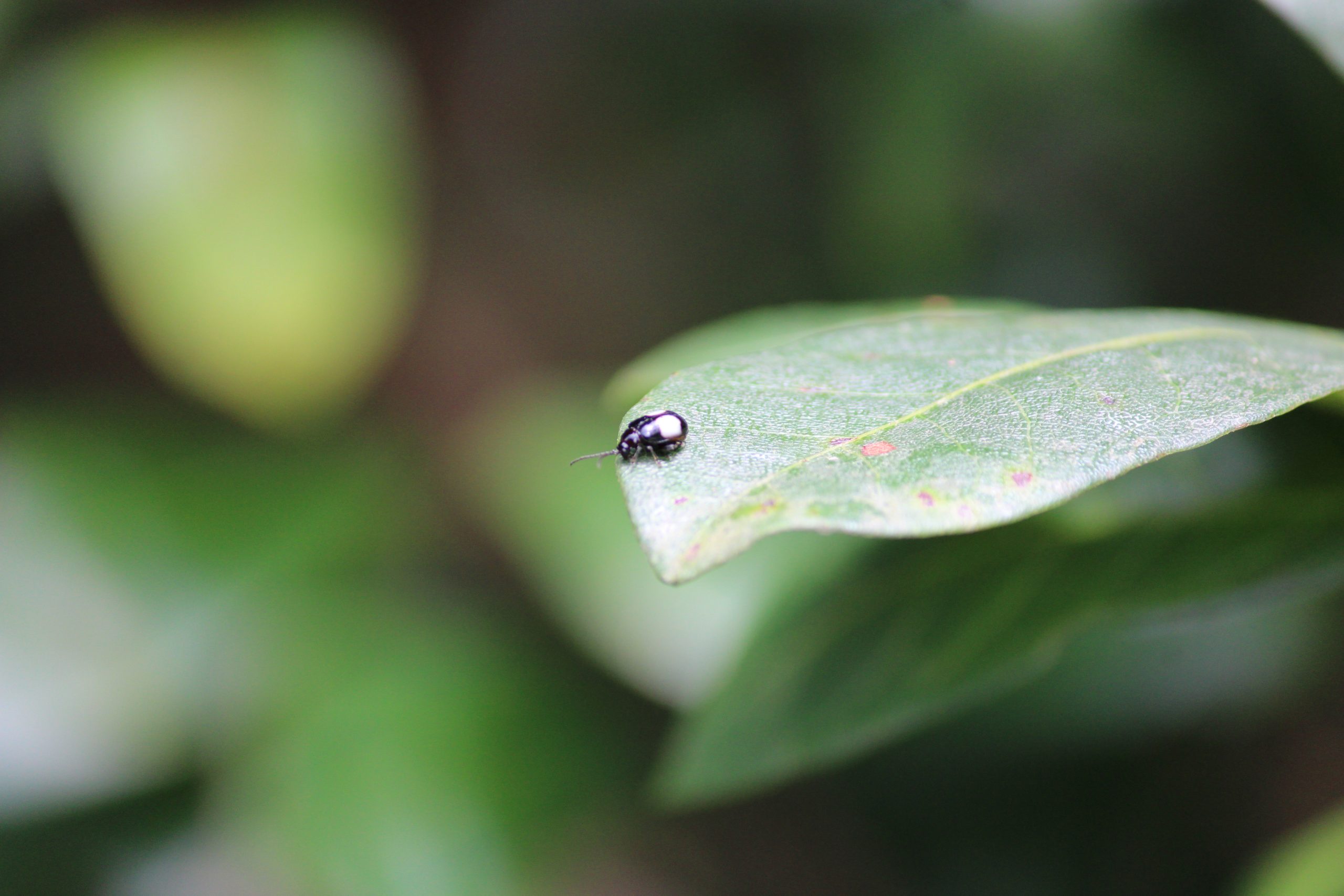 bug on a leaf