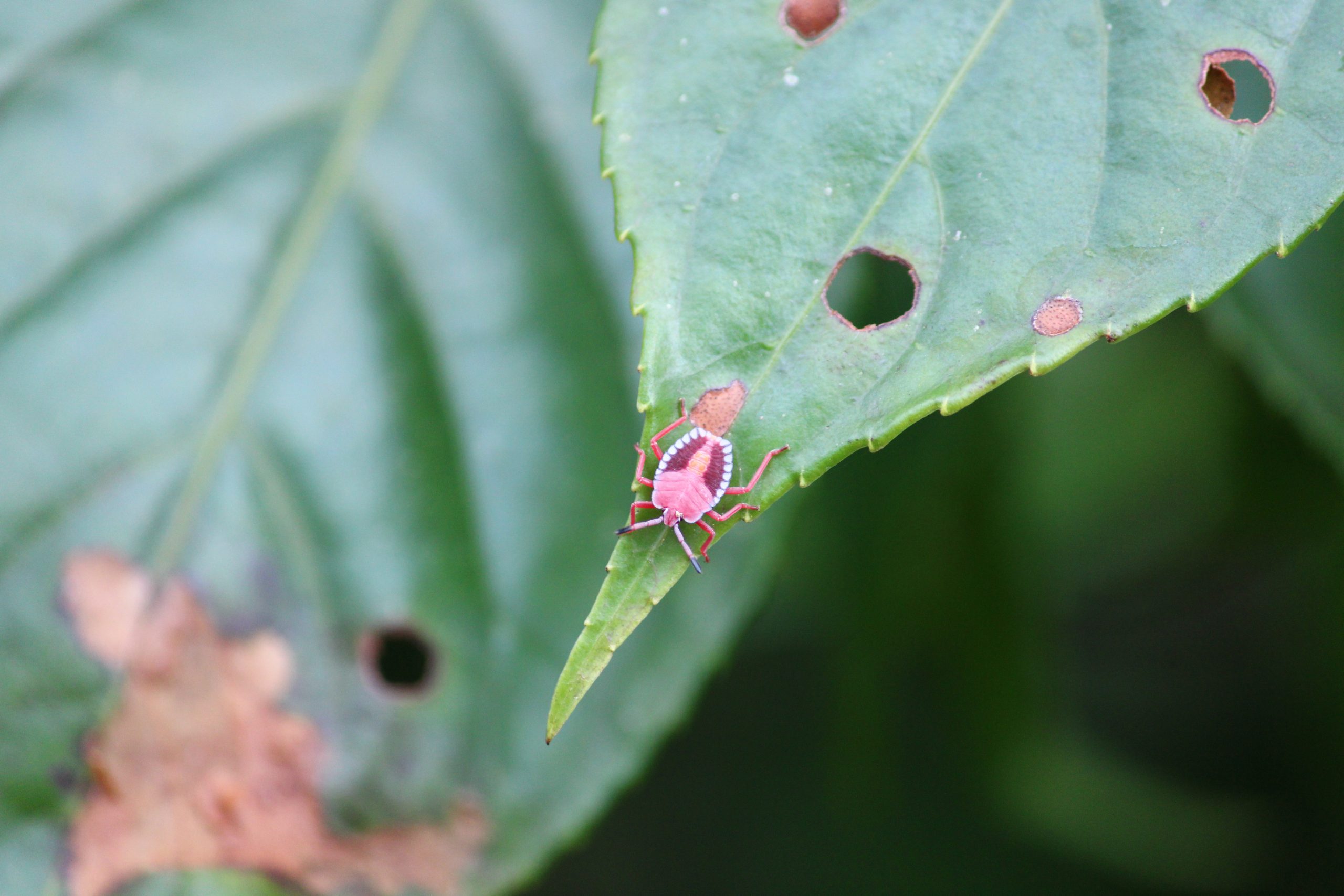 insect on a leaf