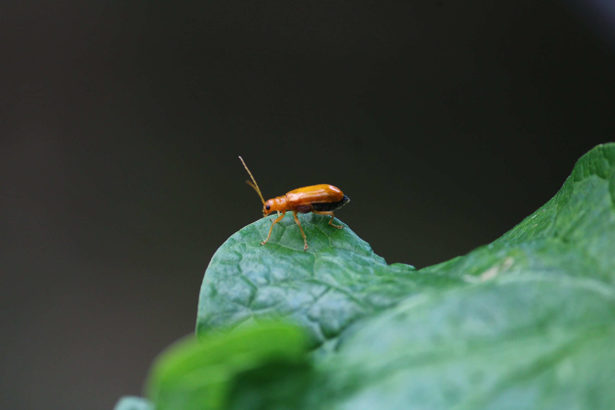 insect on a leaf