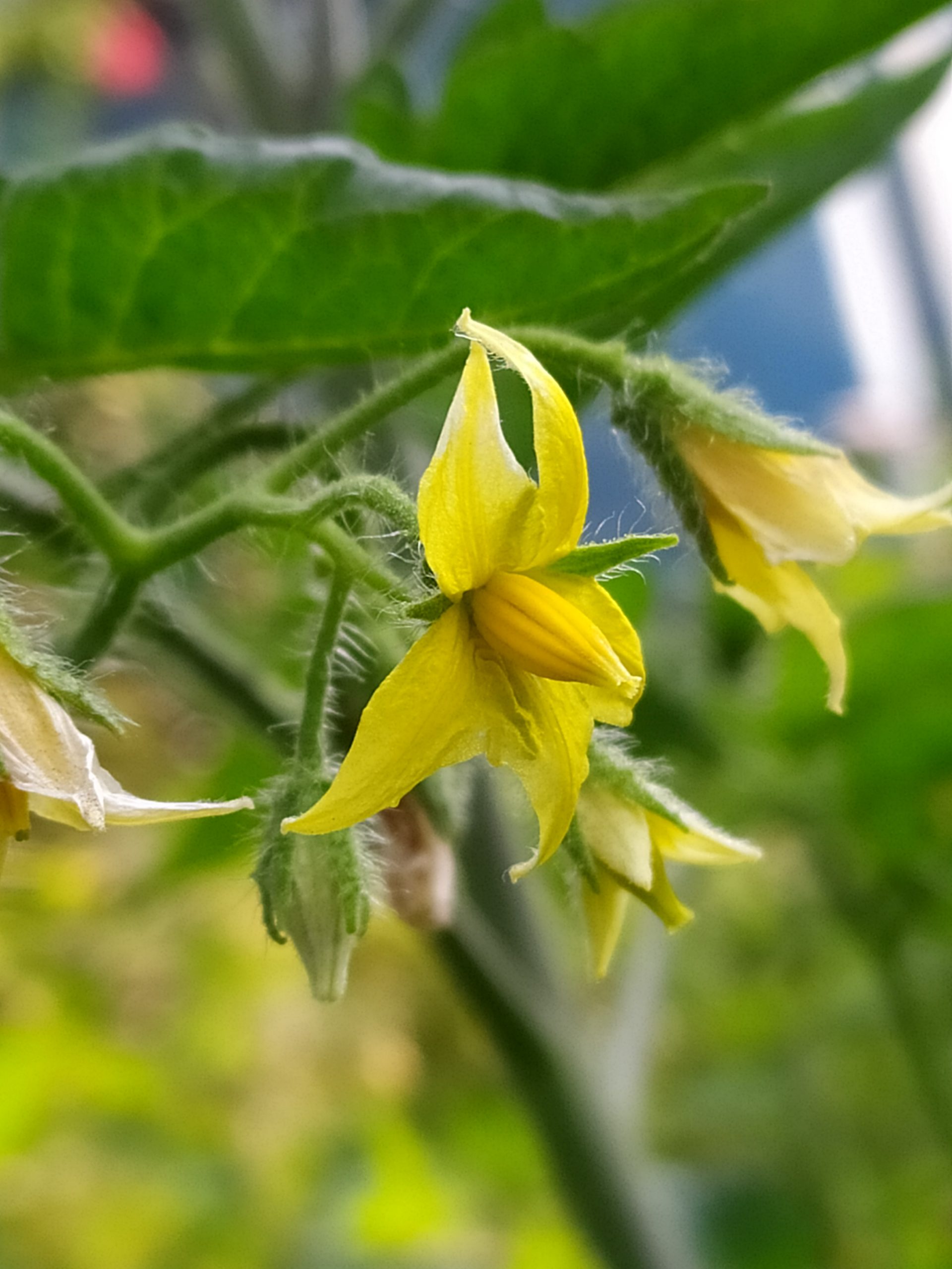 Tomato plant flower