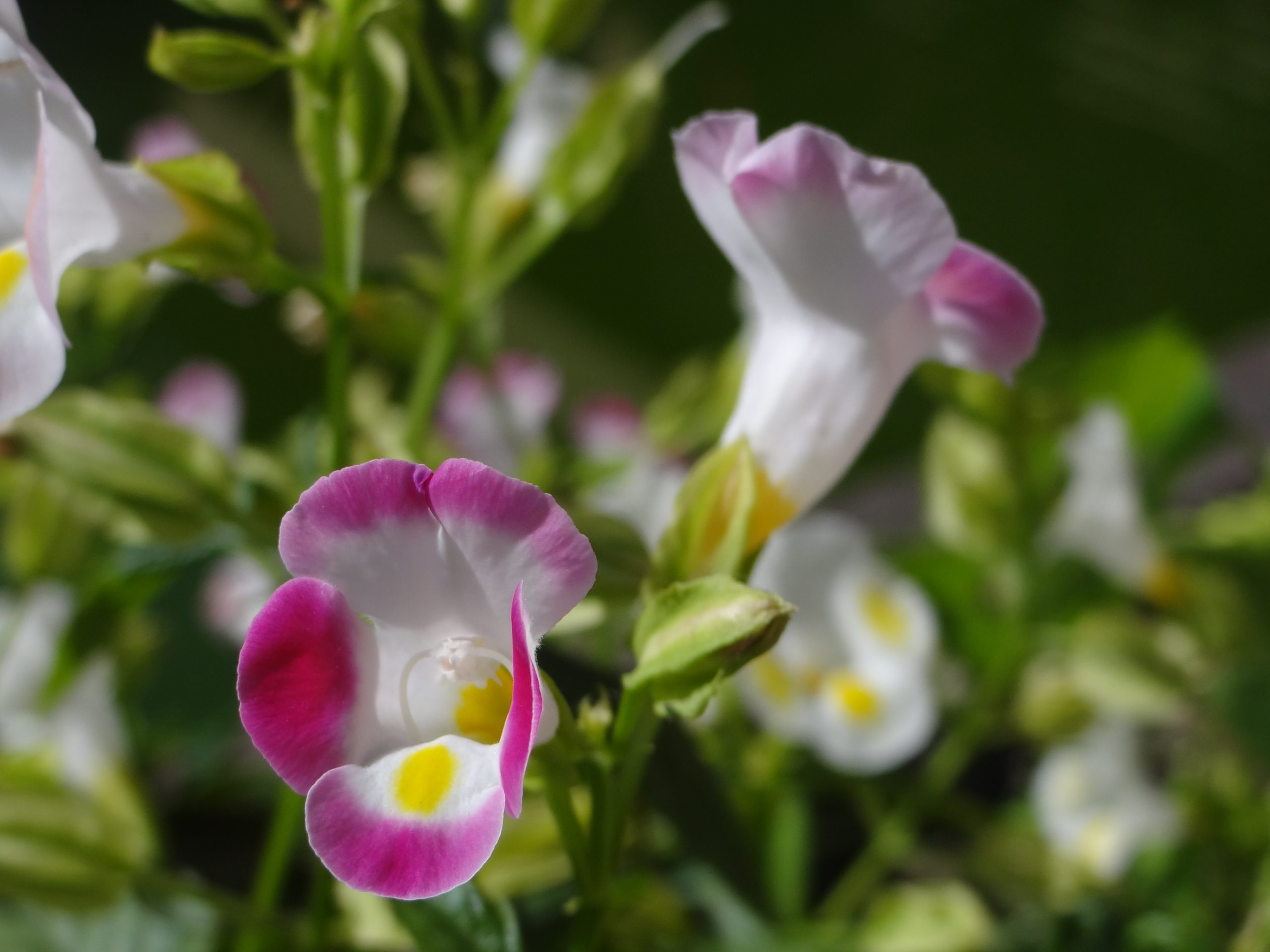 Torenia Wishbone Flower