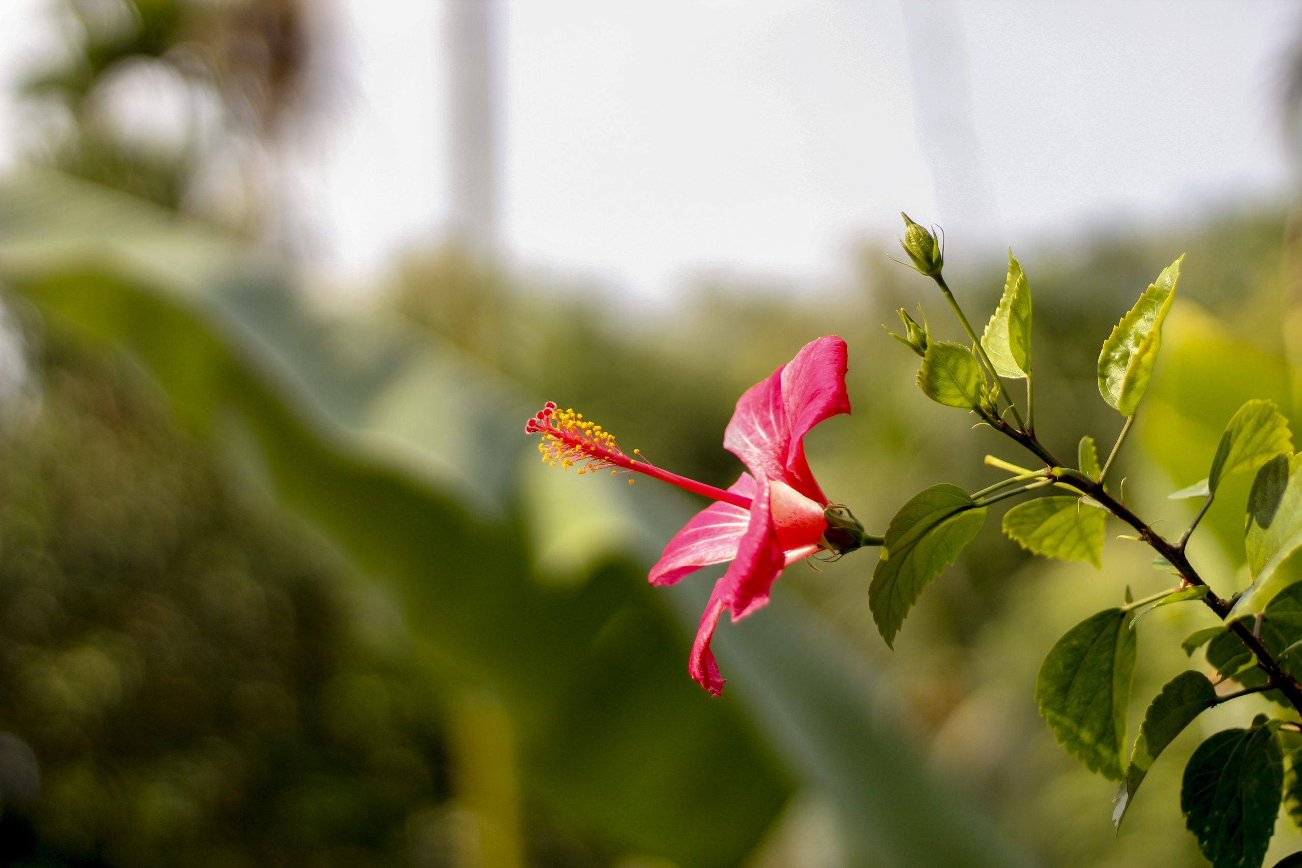 Flowering plant