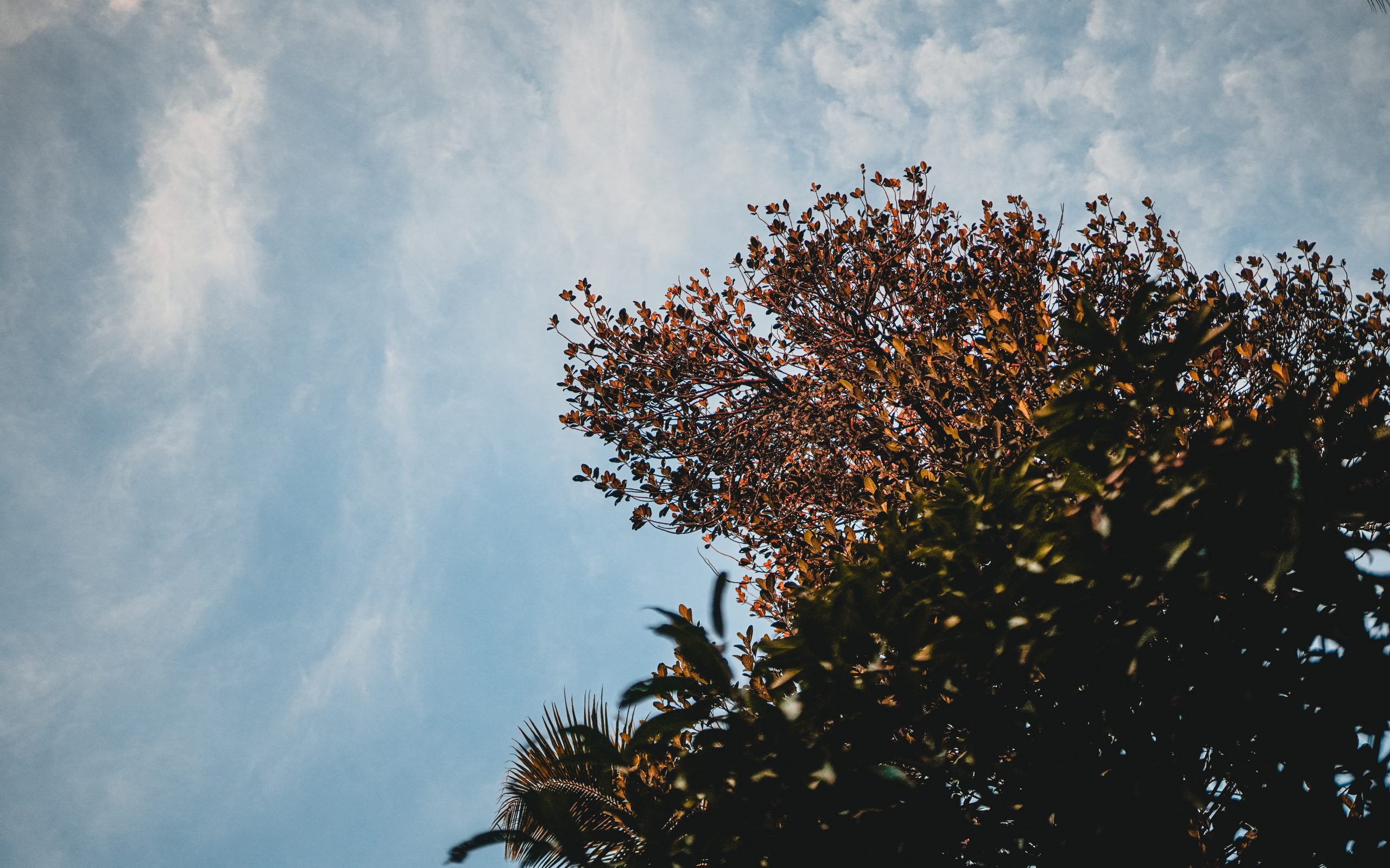 Sky & Tree