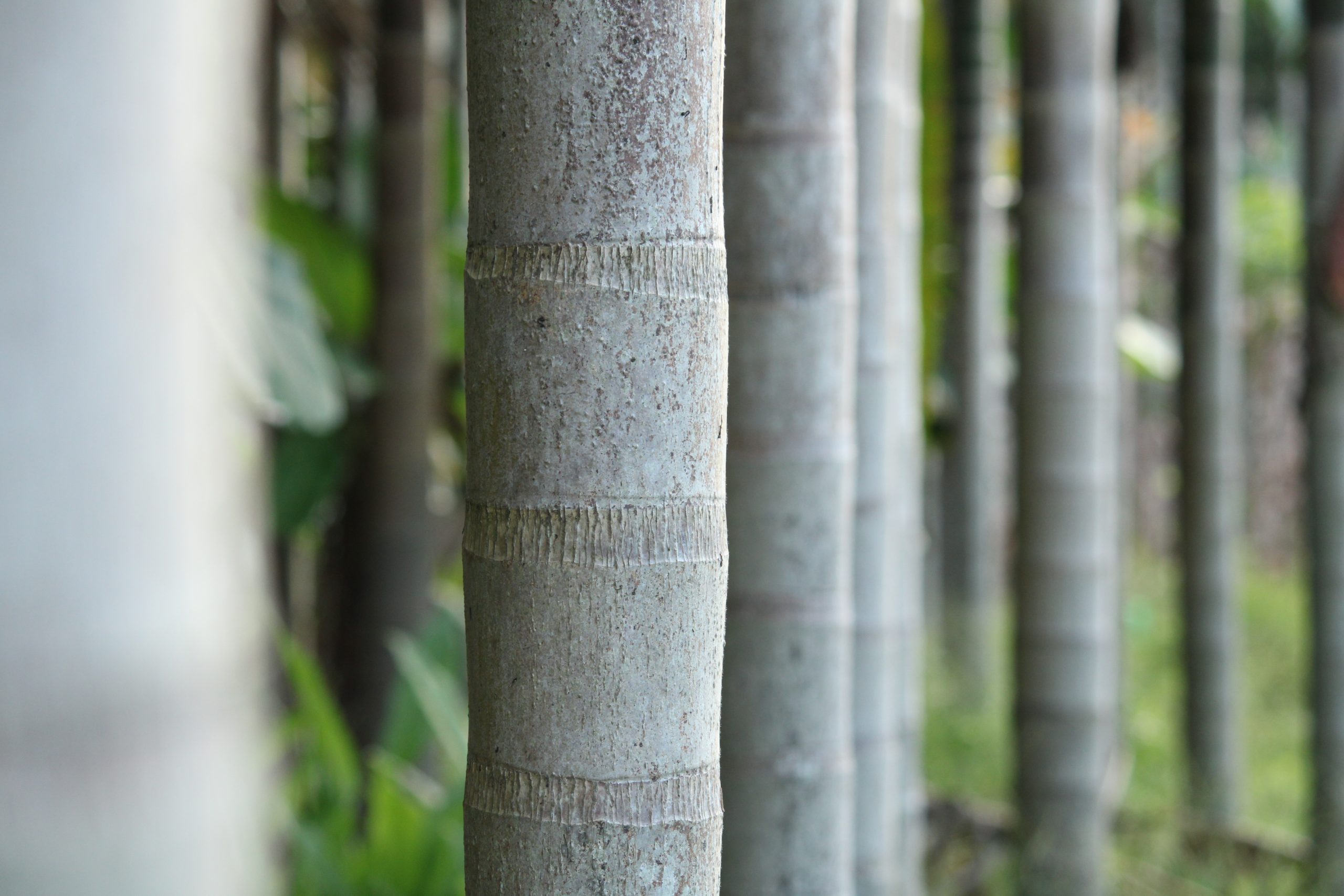 Tree sequence