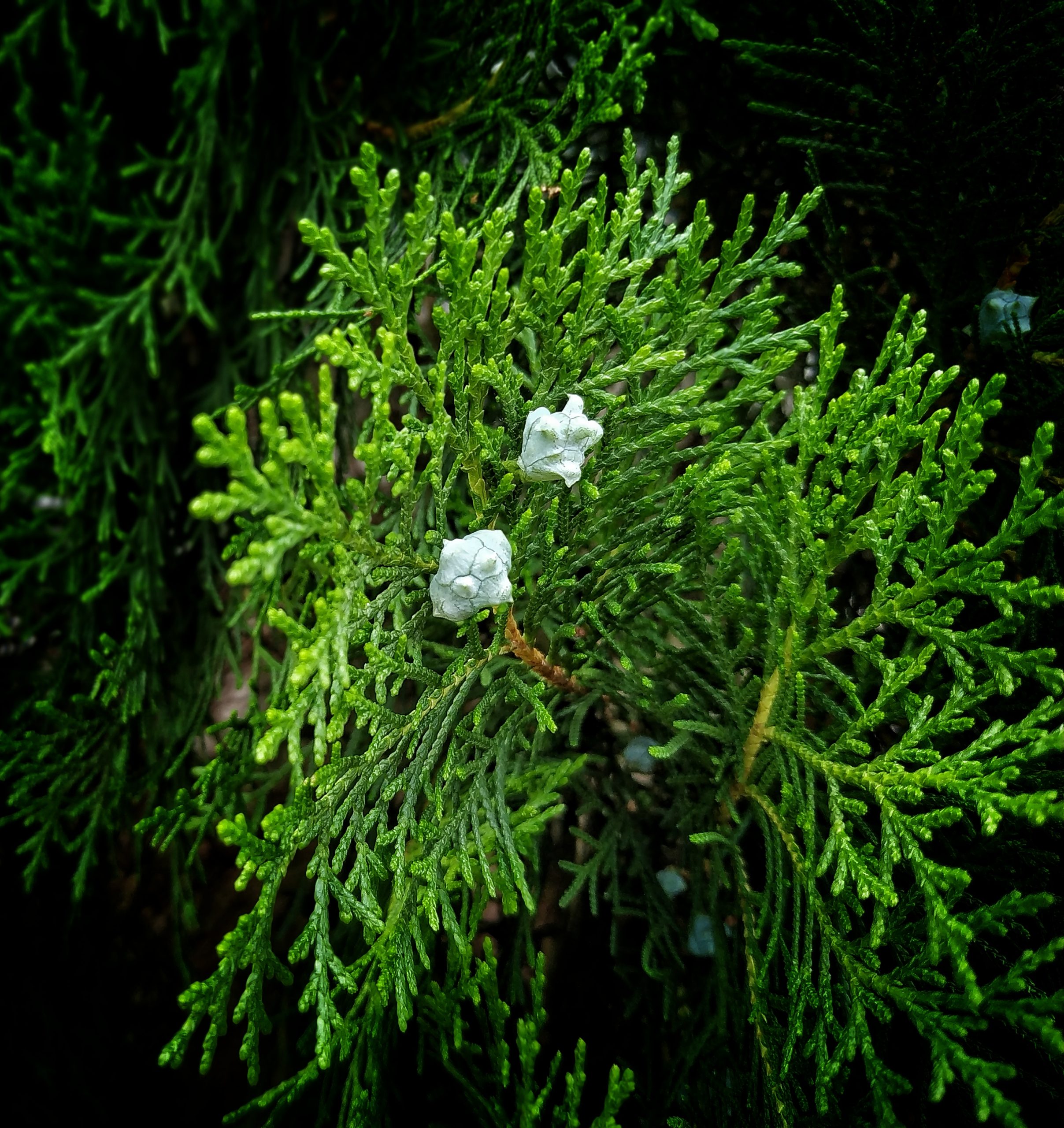 A unique plant