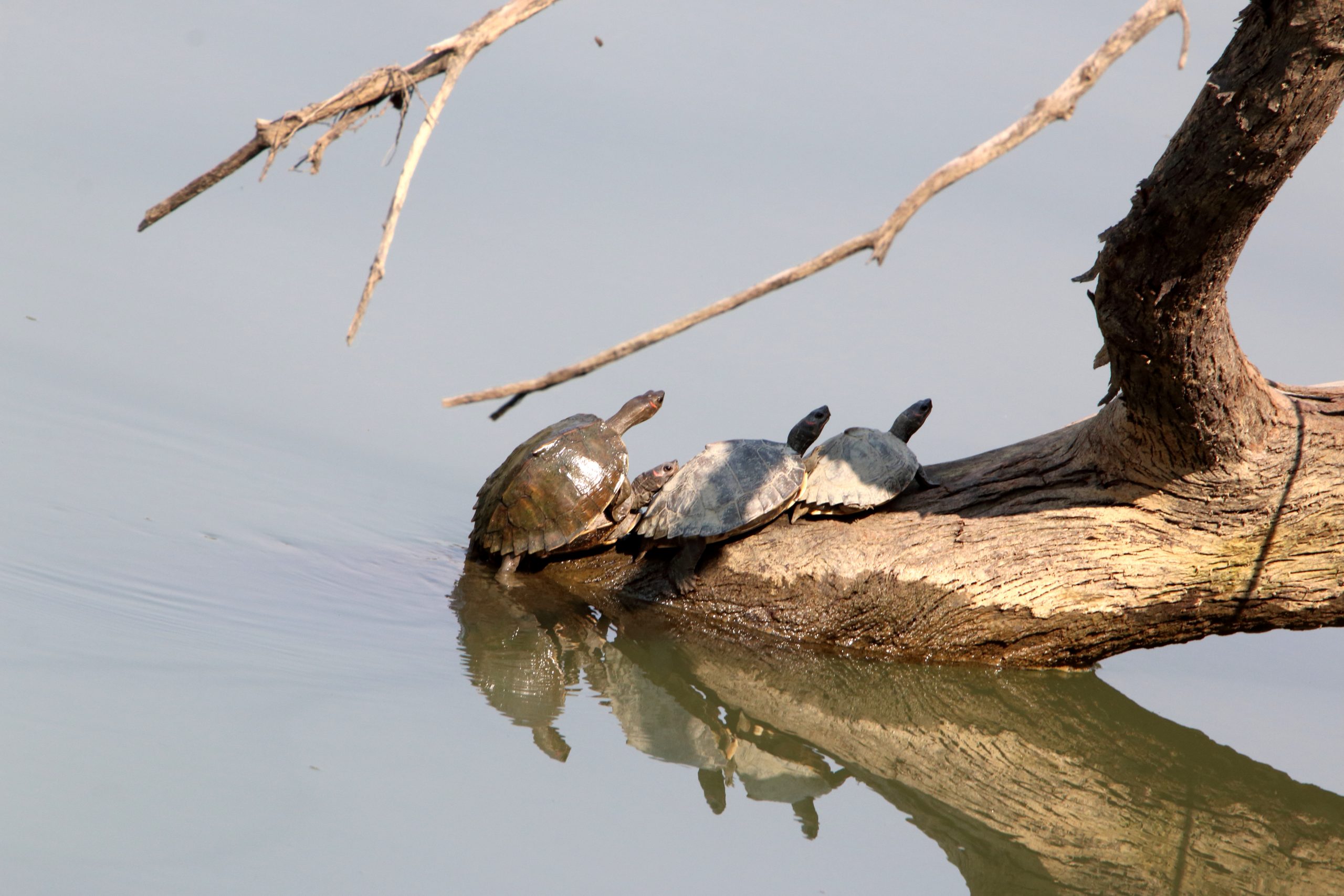 Turtles coming out for sunbath