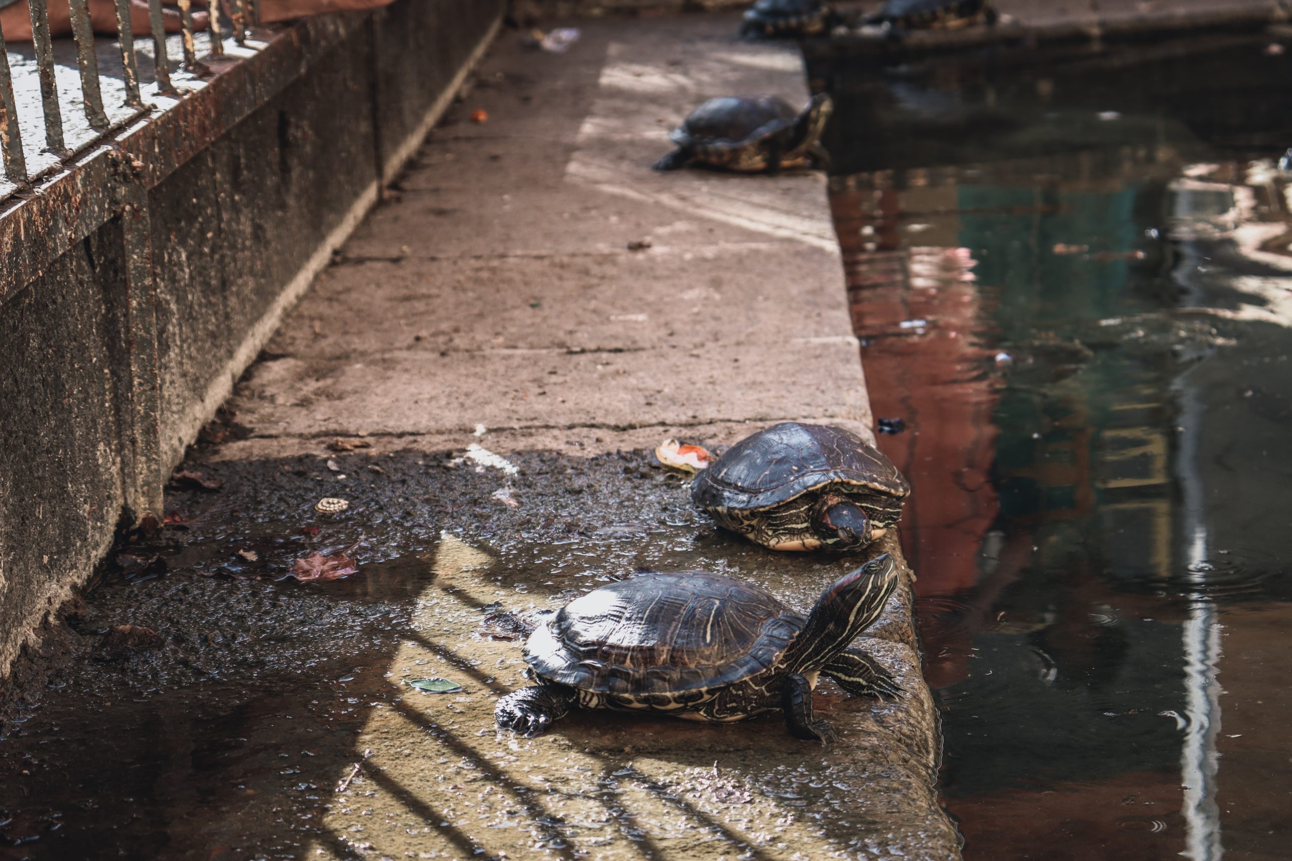 Turtles in baneshwar temple pond